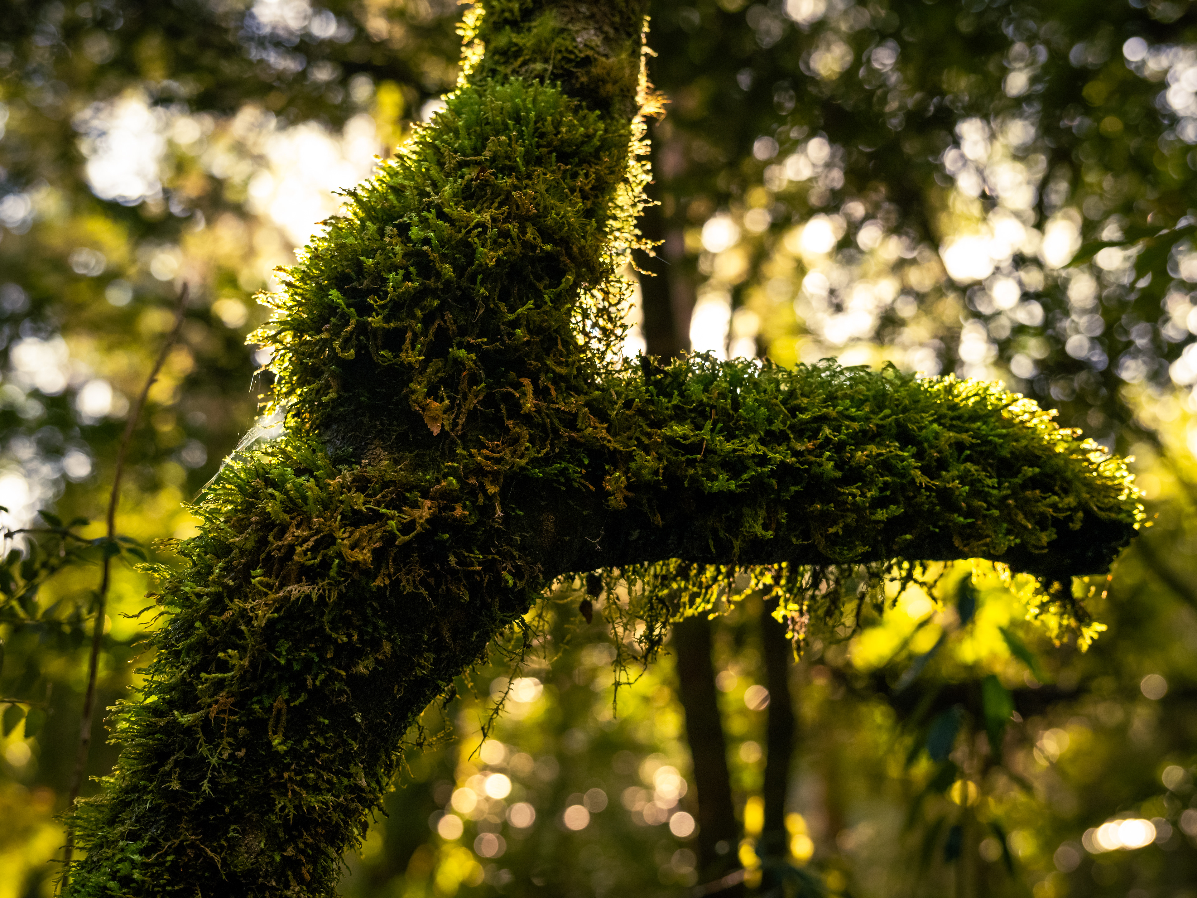 Mount Field National Park