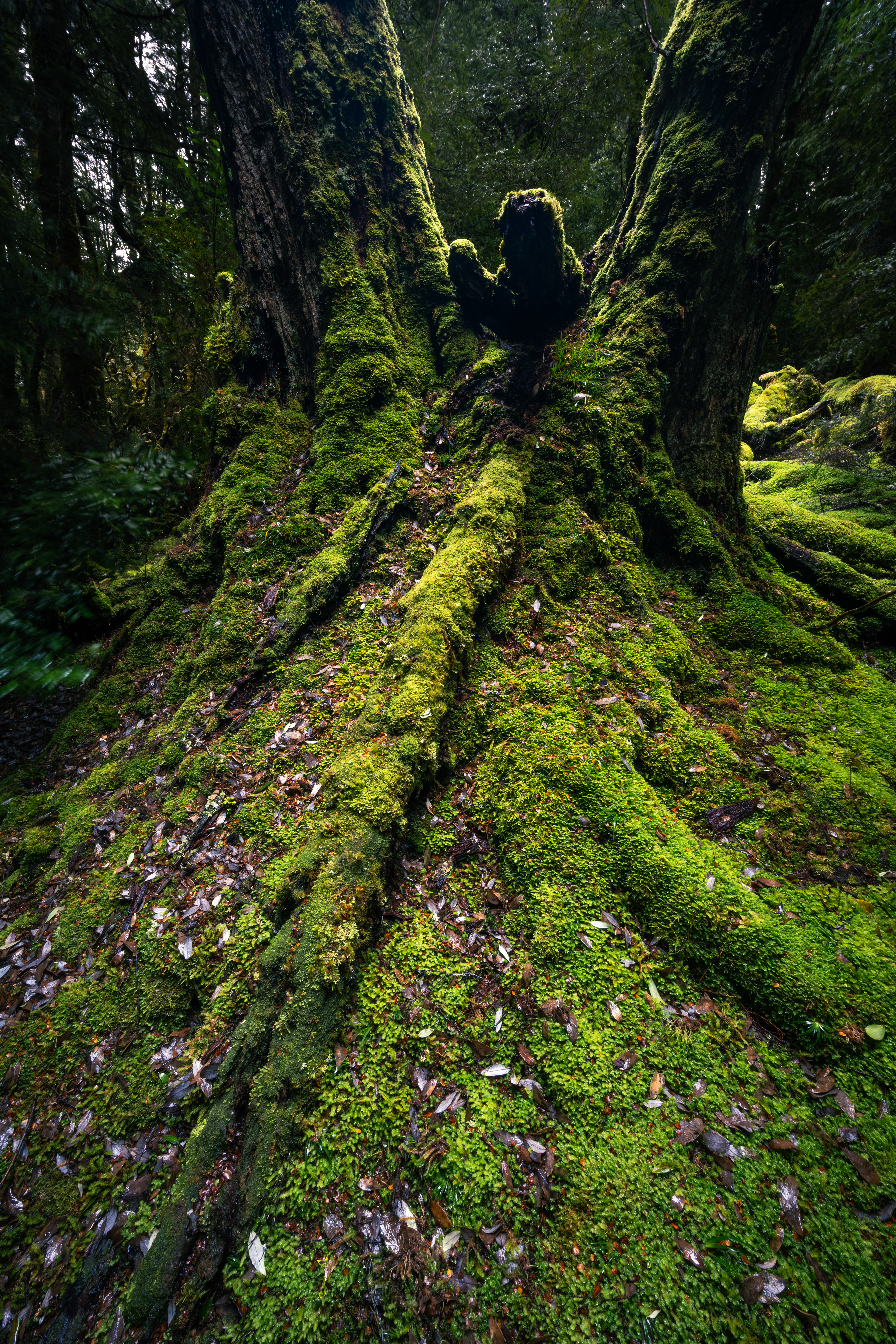 Cradle Mountain-Lake St Clair National Park