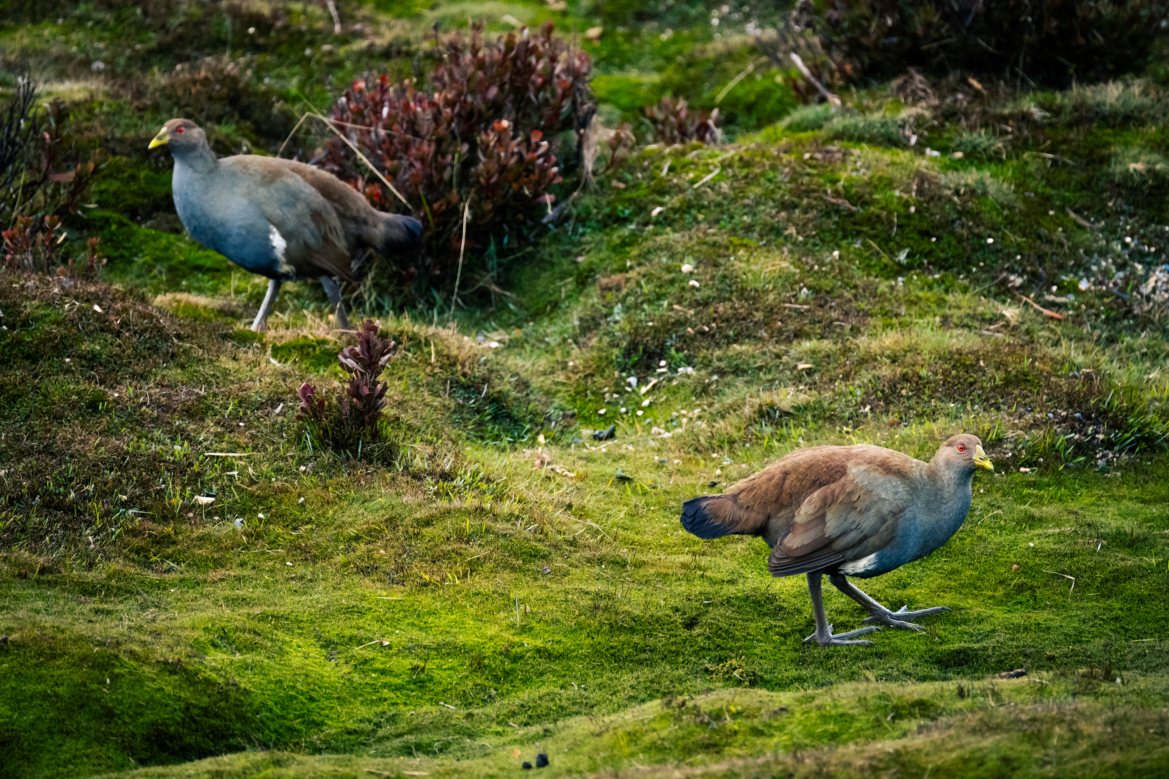 Cradle Mountain-Lake St Clair National Park