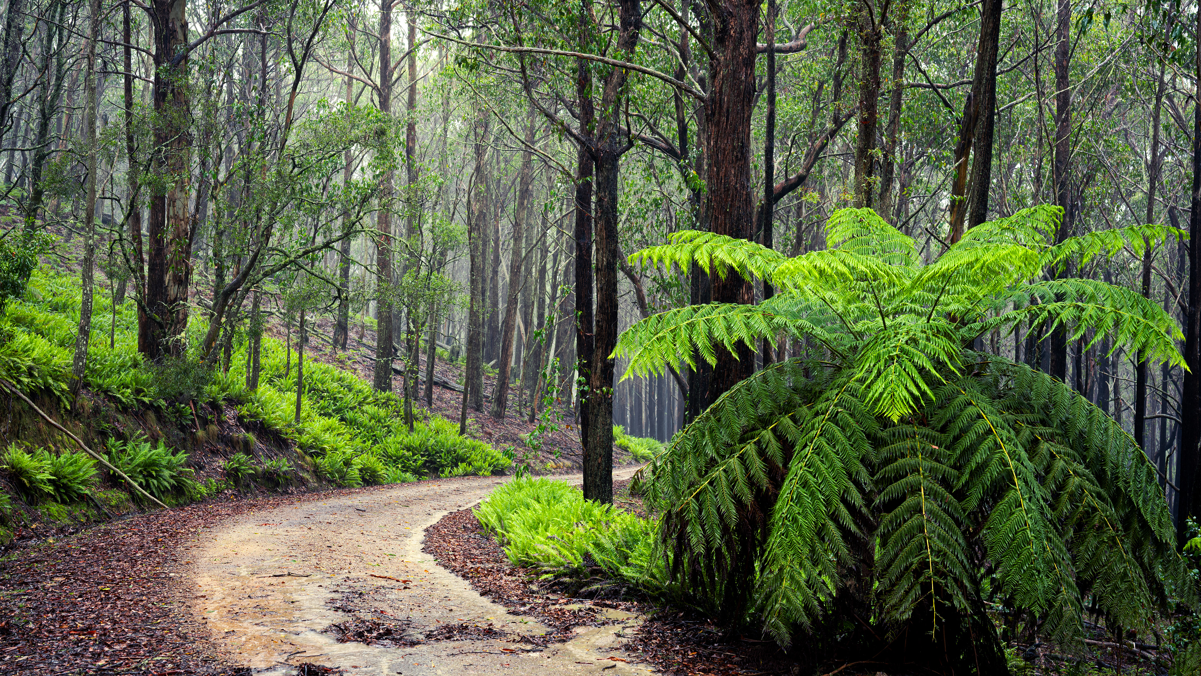 Southern Blue Mountains