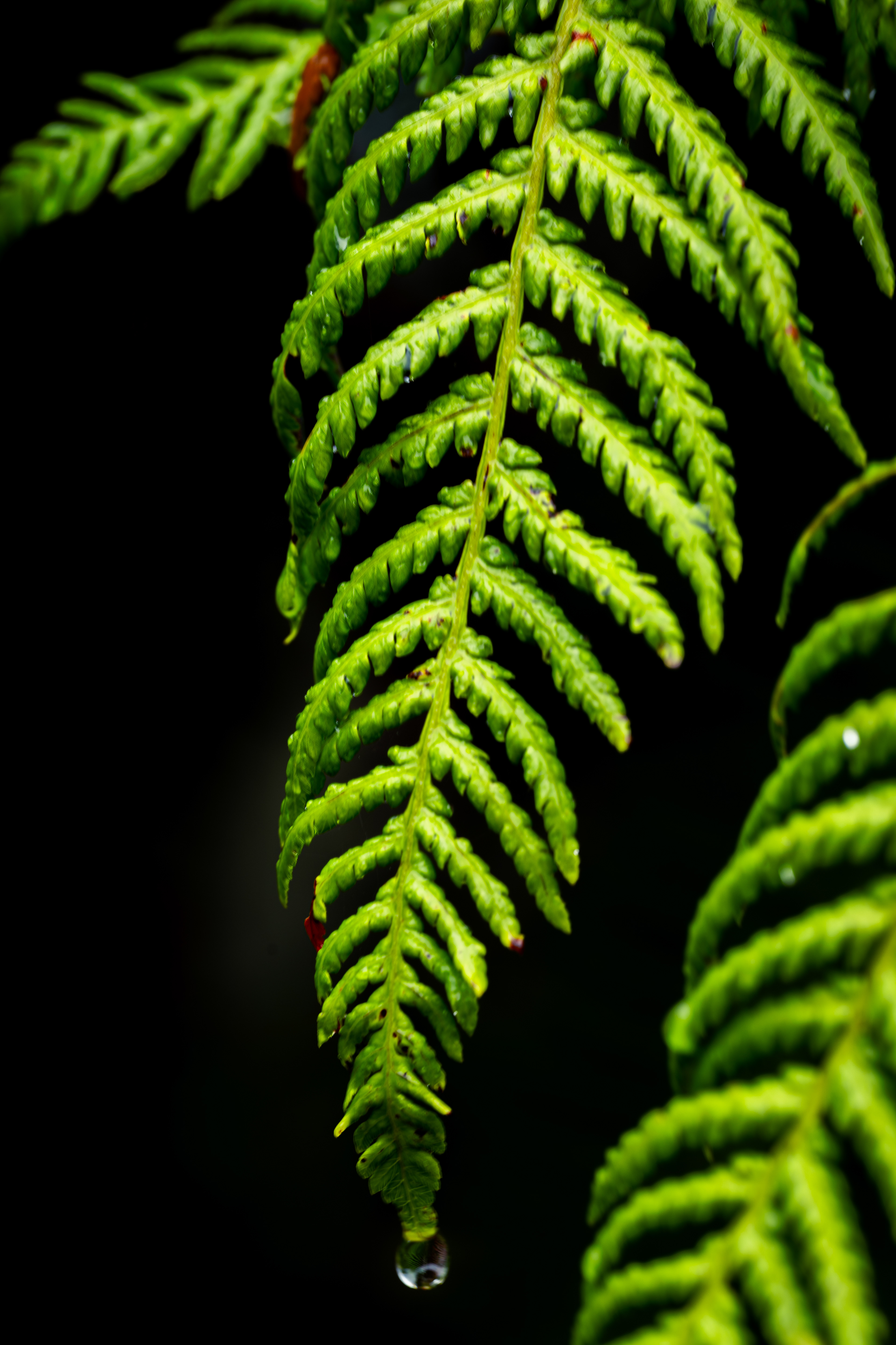 Southern Blue Mountains