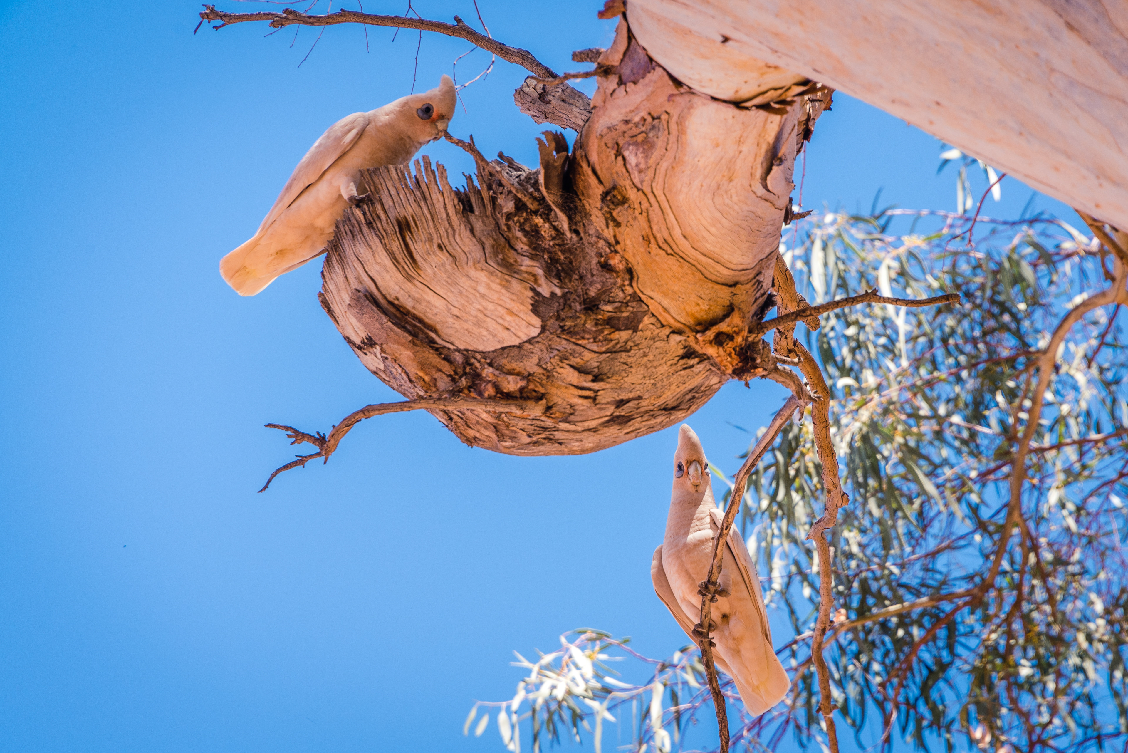 Arkaroola Wilderness Sanctuary