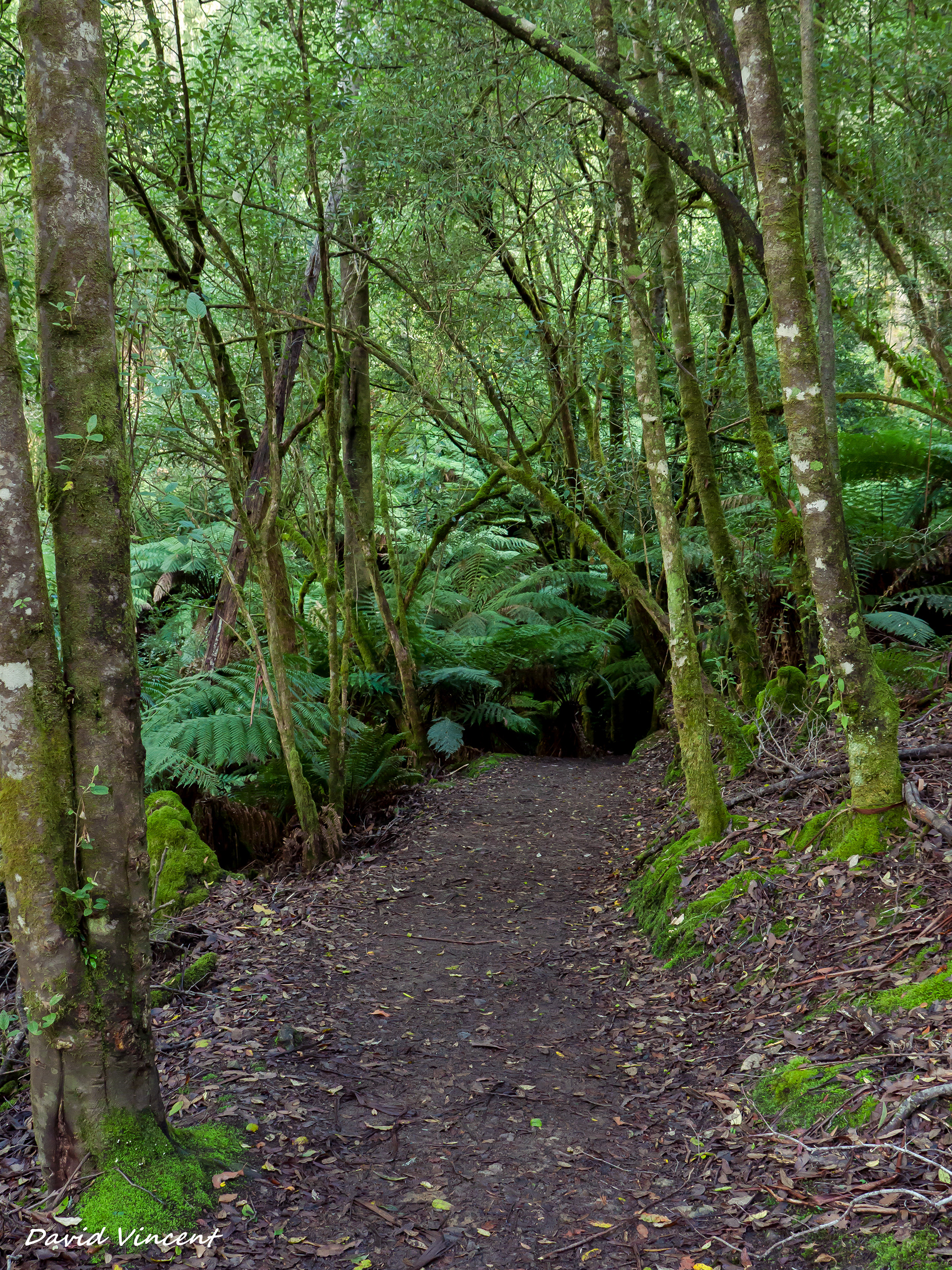 Mount Field National Park