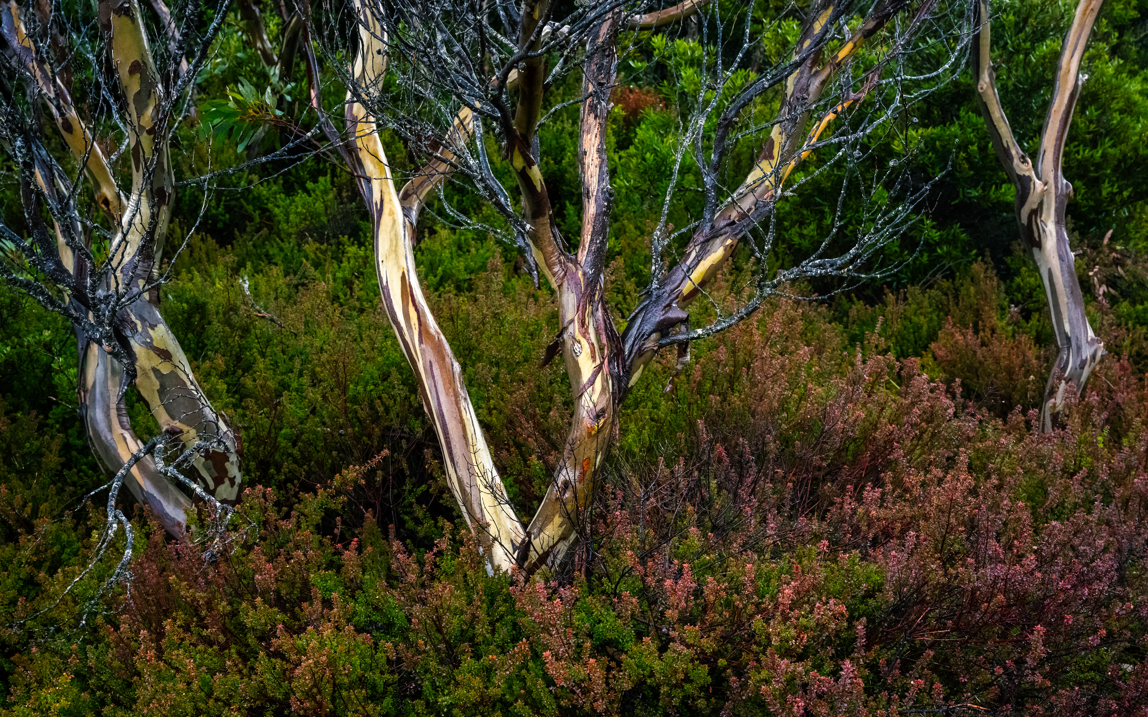 Hartz Mountains National Park
