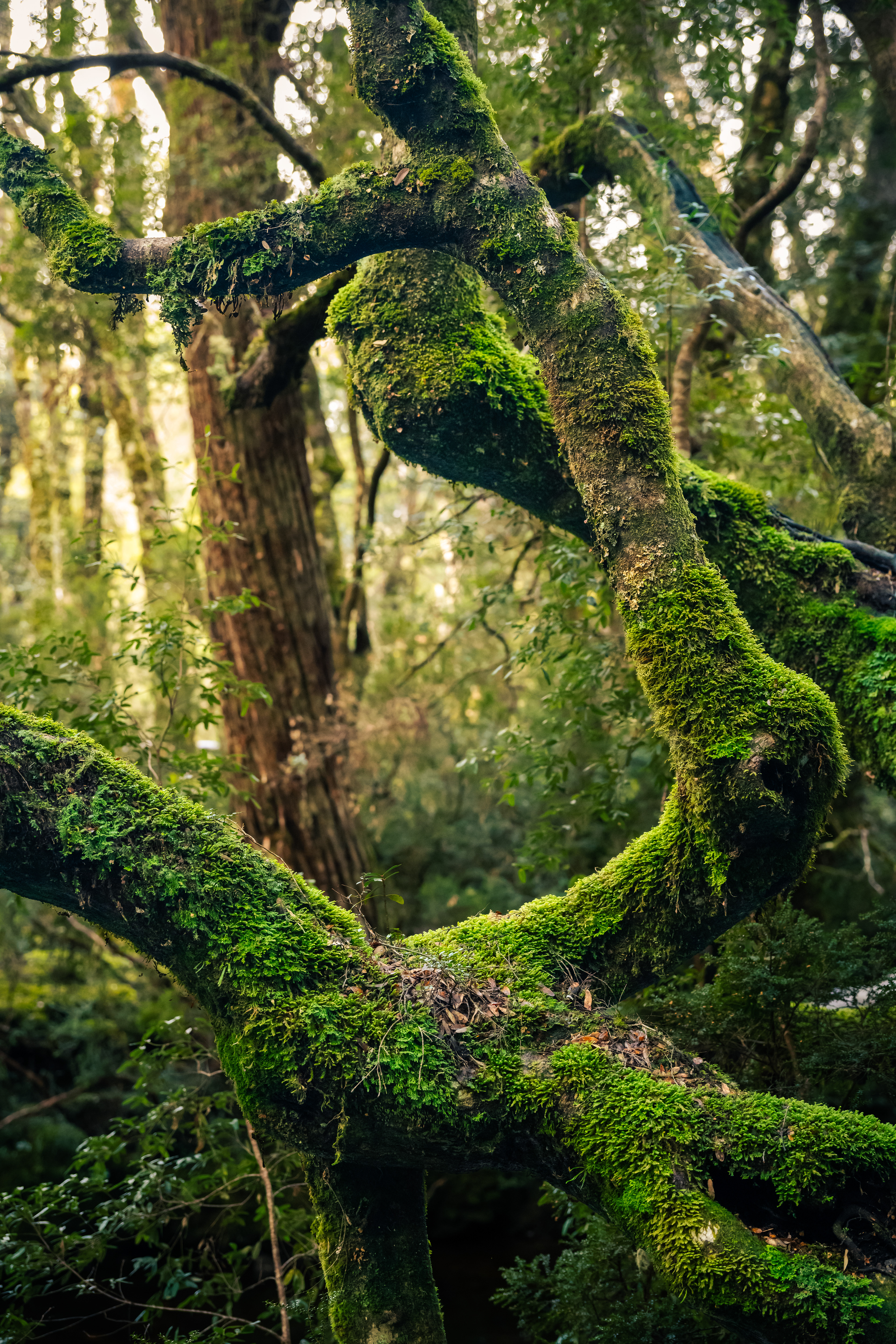 Cradle Mountain-Lake St Clair National Park