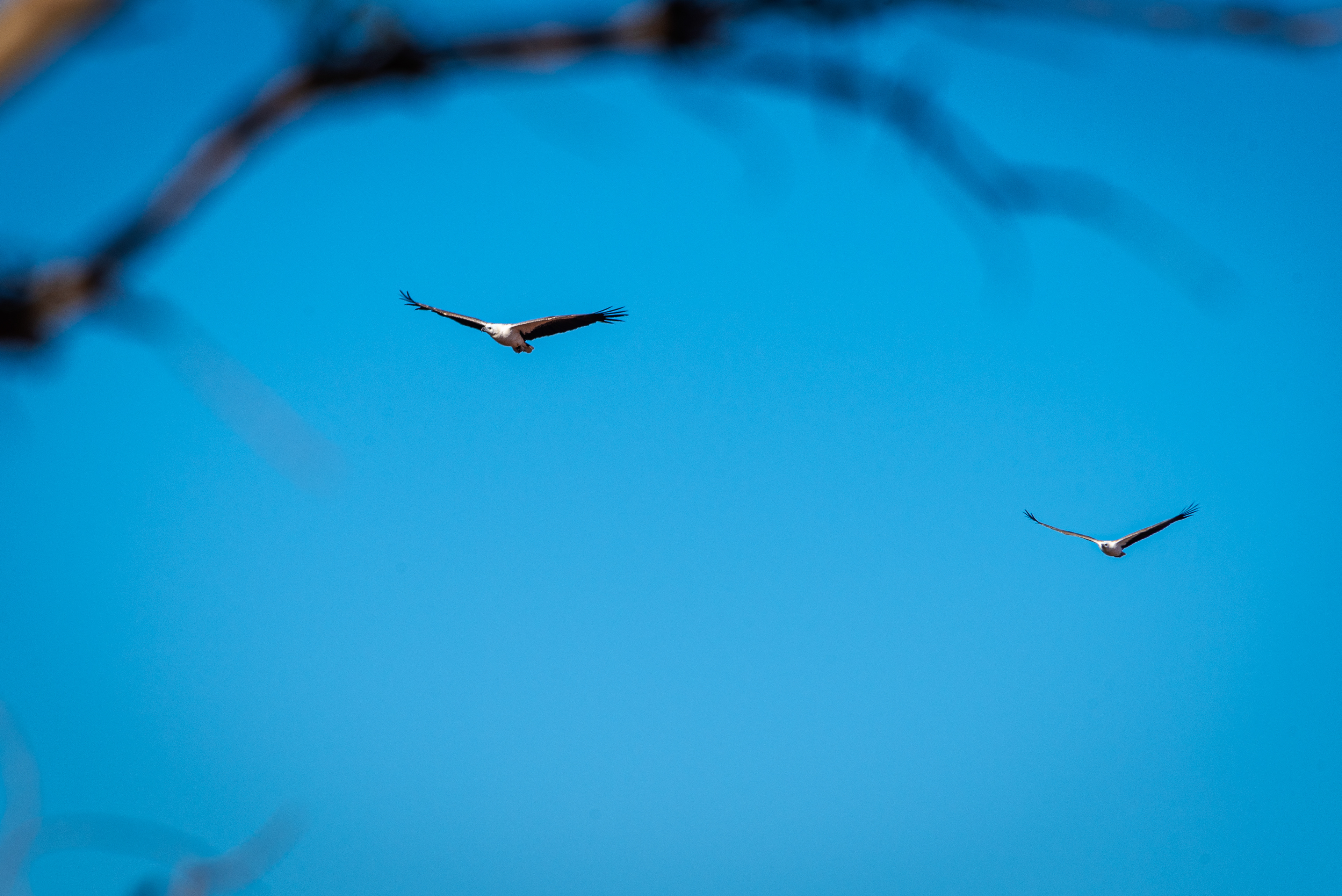 Broome Bird Observatory