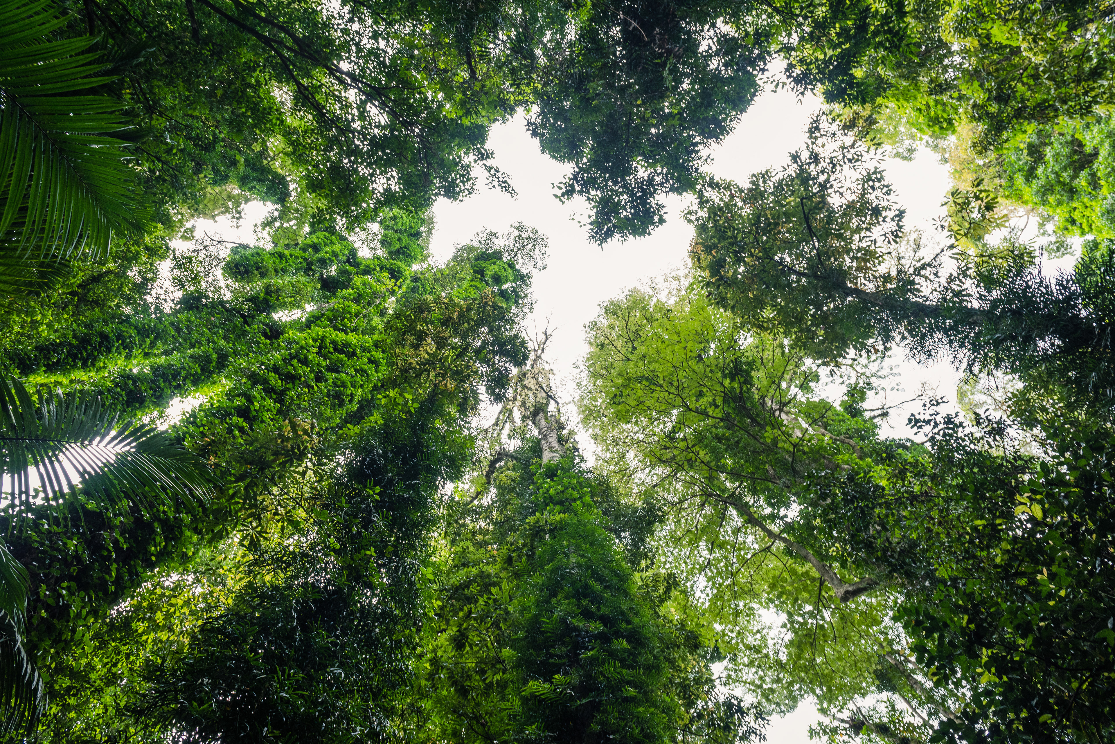 Dorrigo National Park