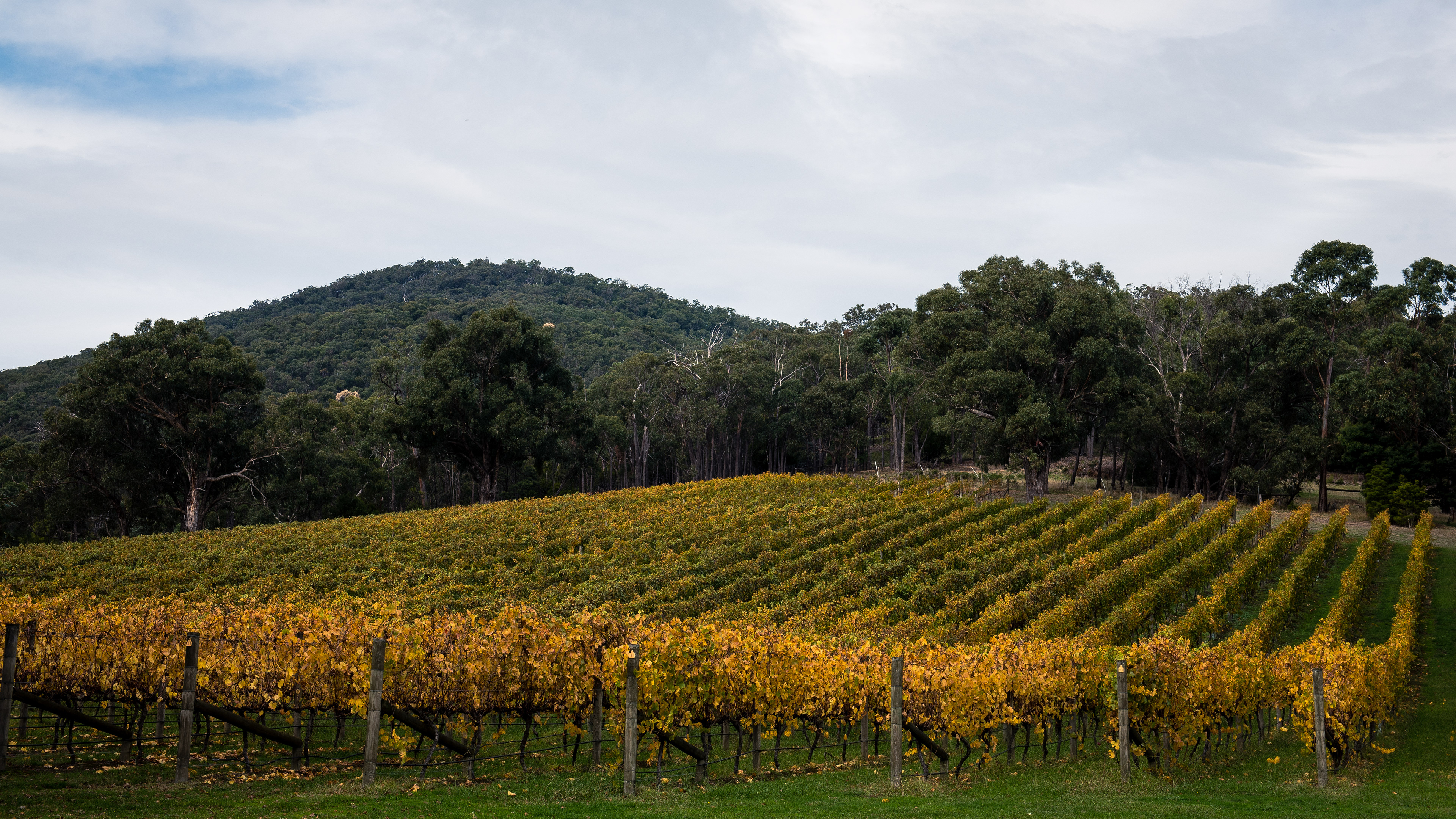 Yarra Valley