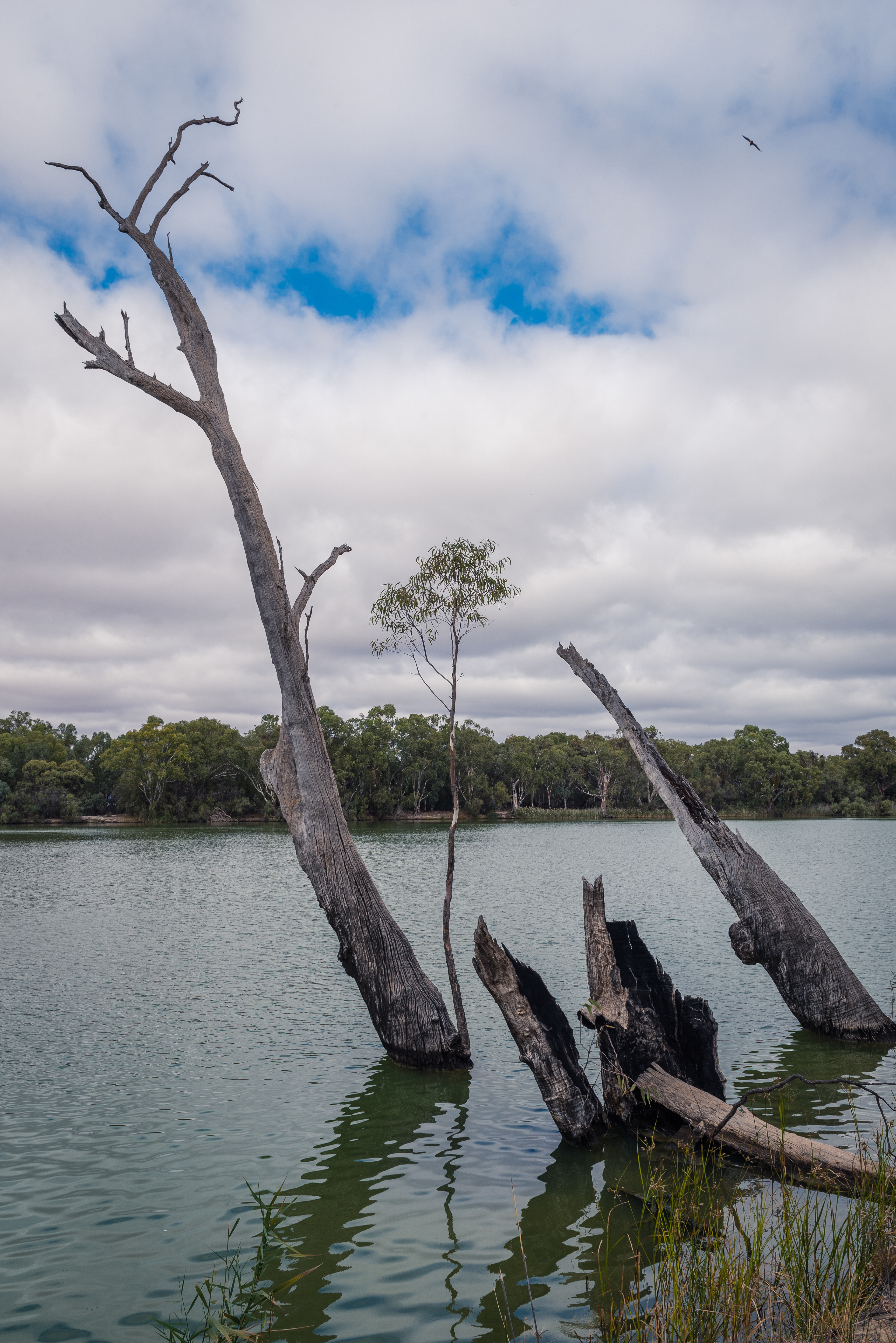 Murray River, Wentworth