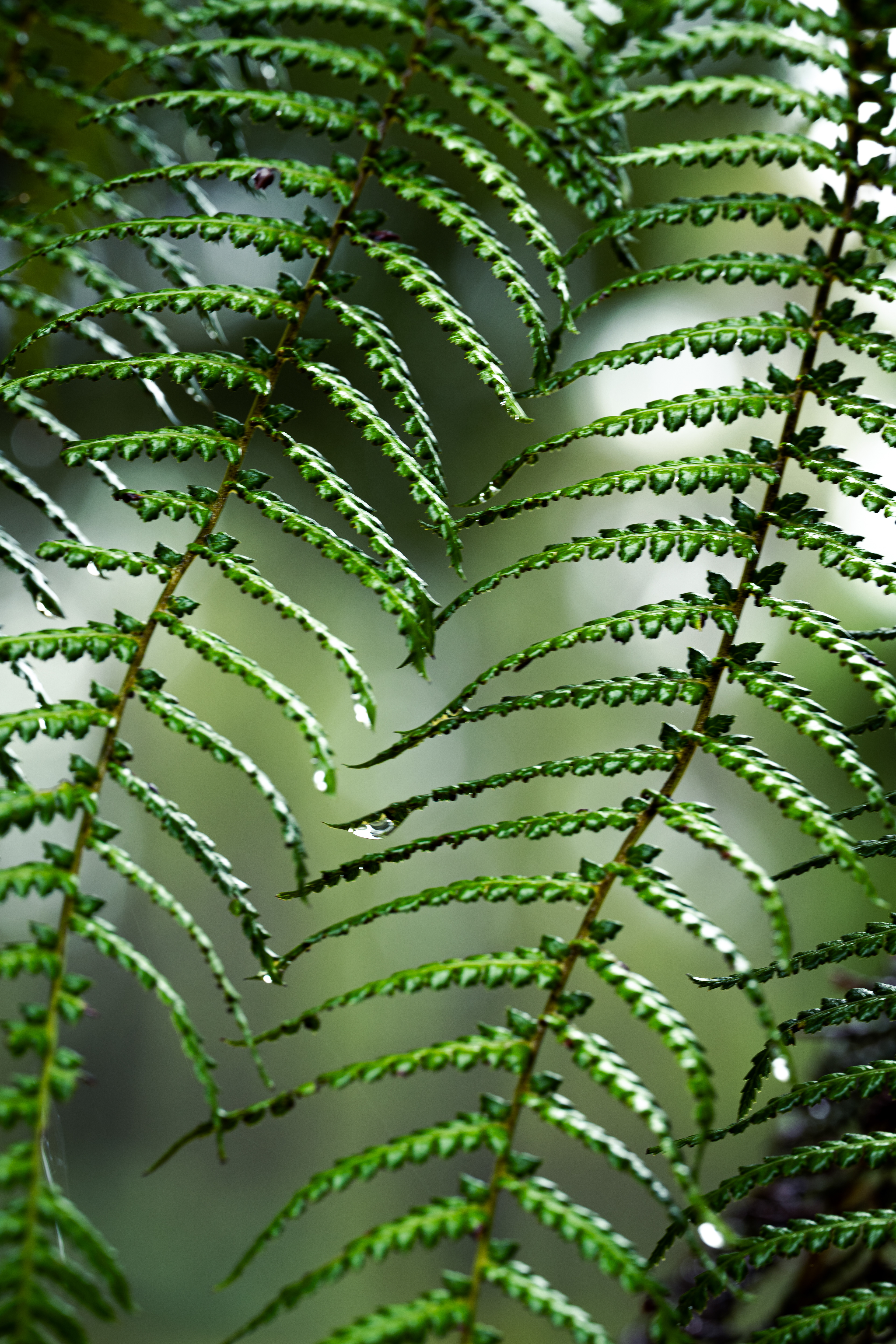 Southern Blue Mountains