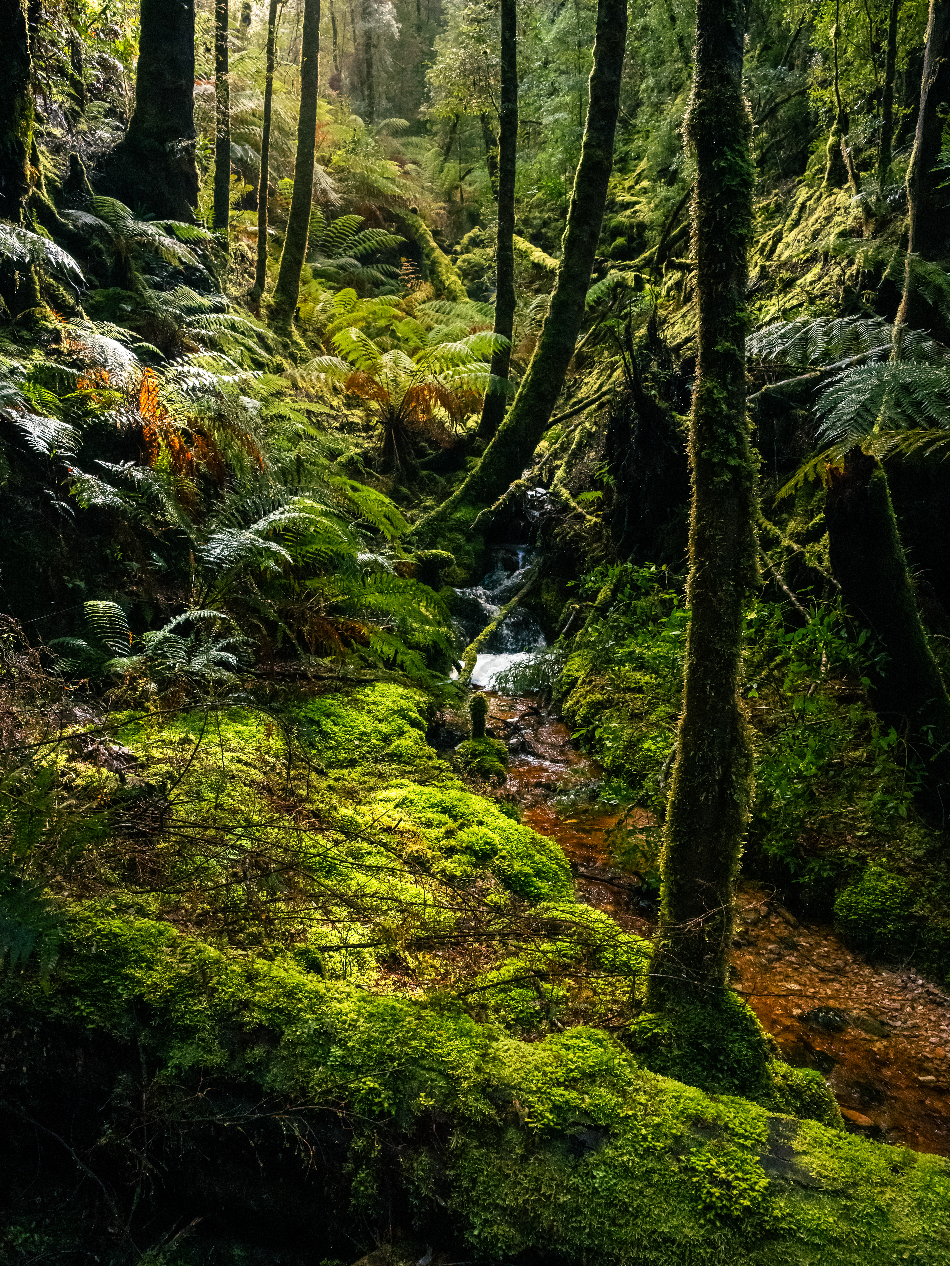 Bird River Track