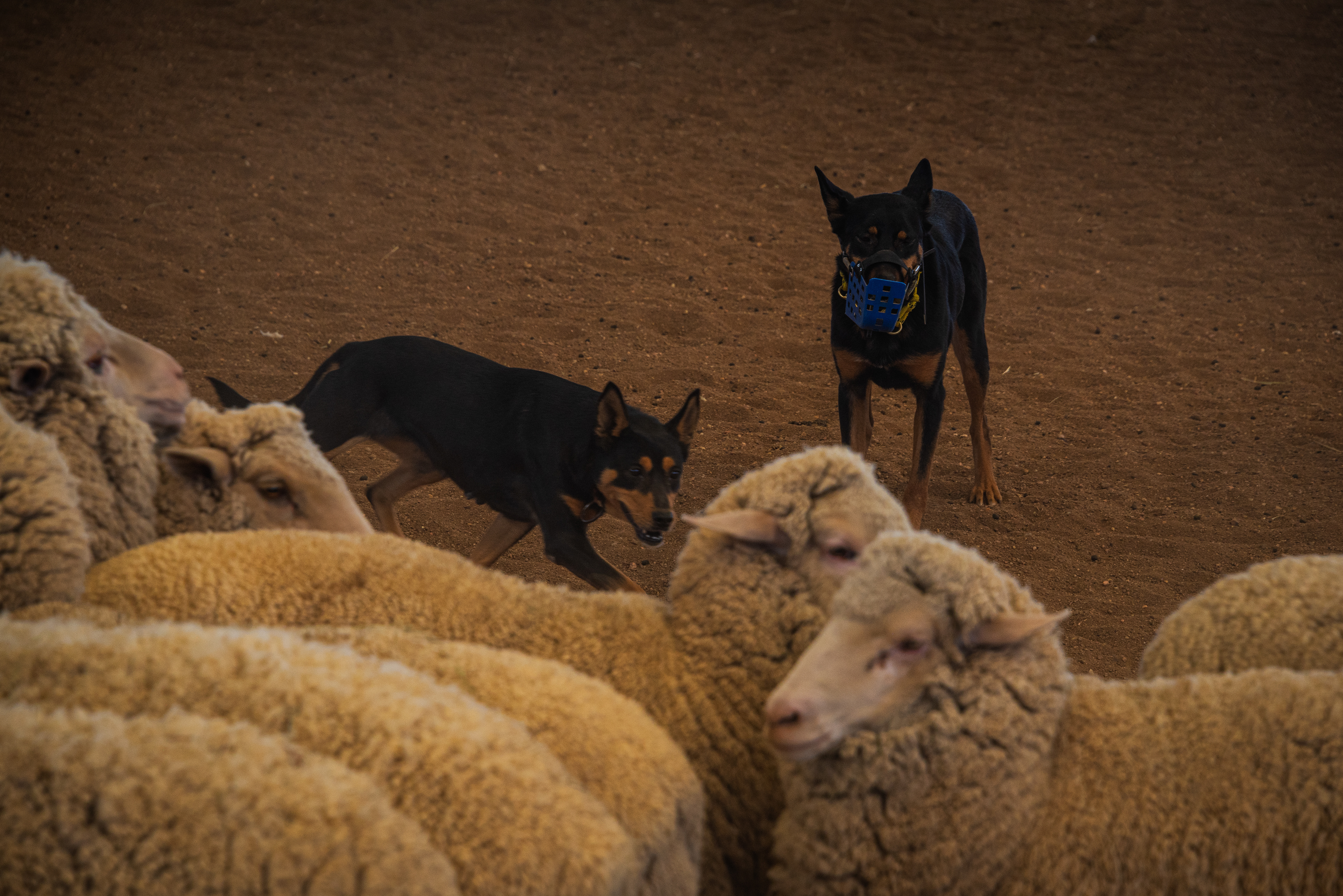 Stockmans Hall of Fame, Longreach