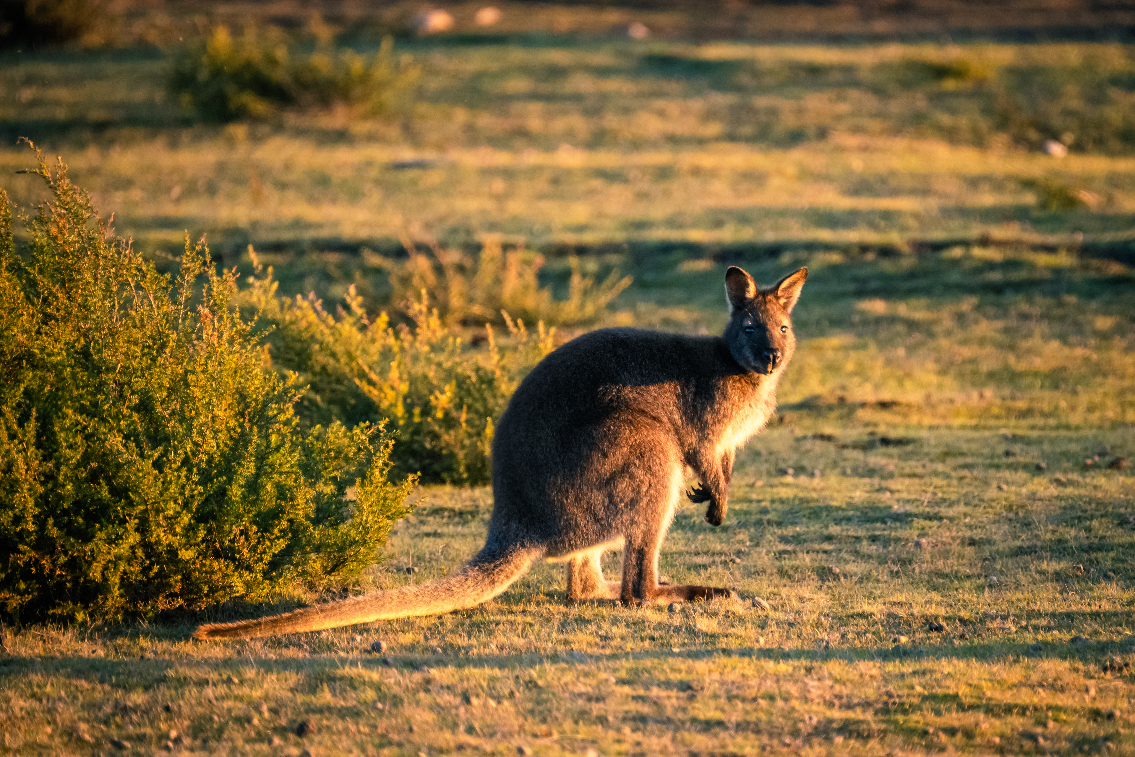 Mount William National Park