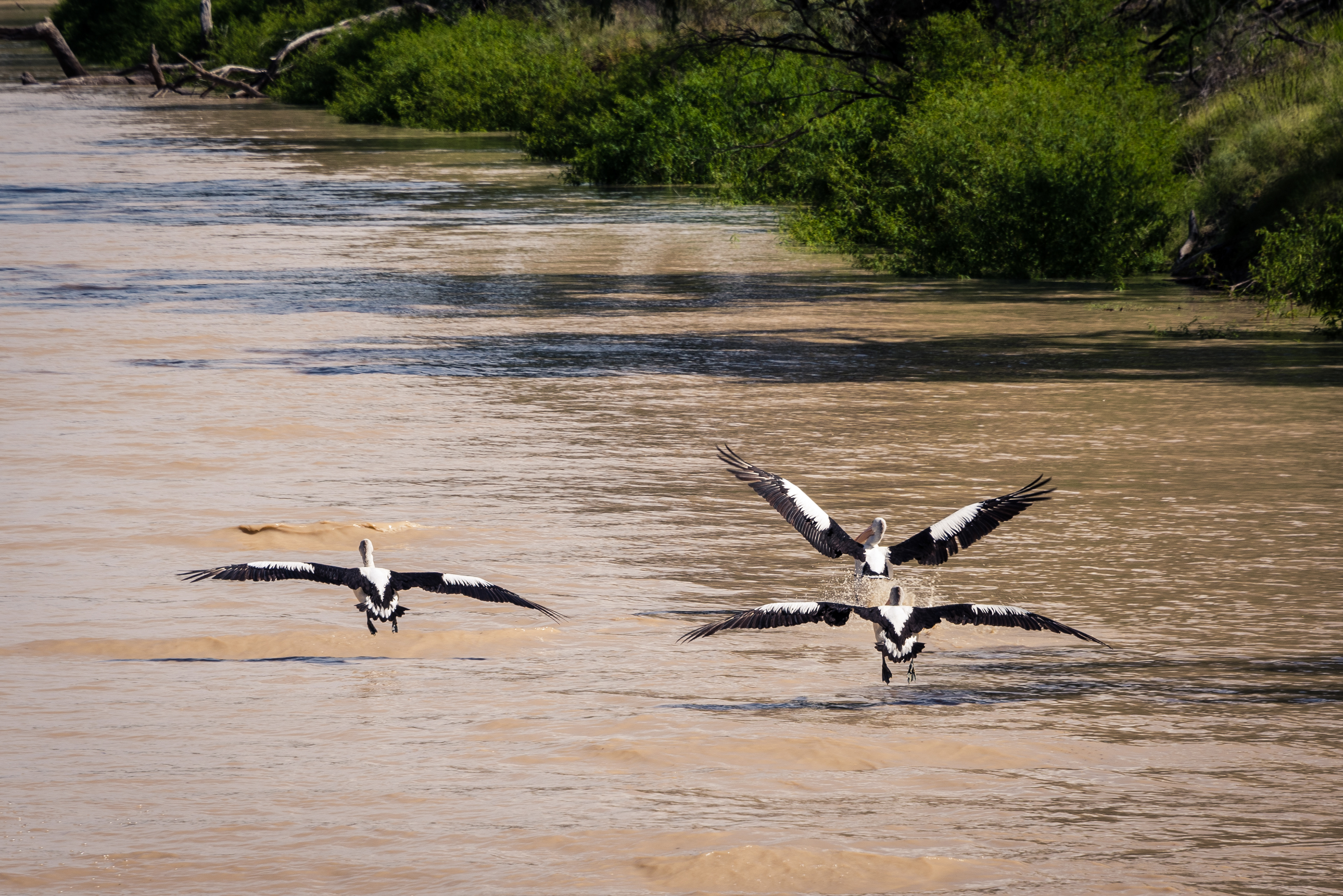 Darling River, Bourke