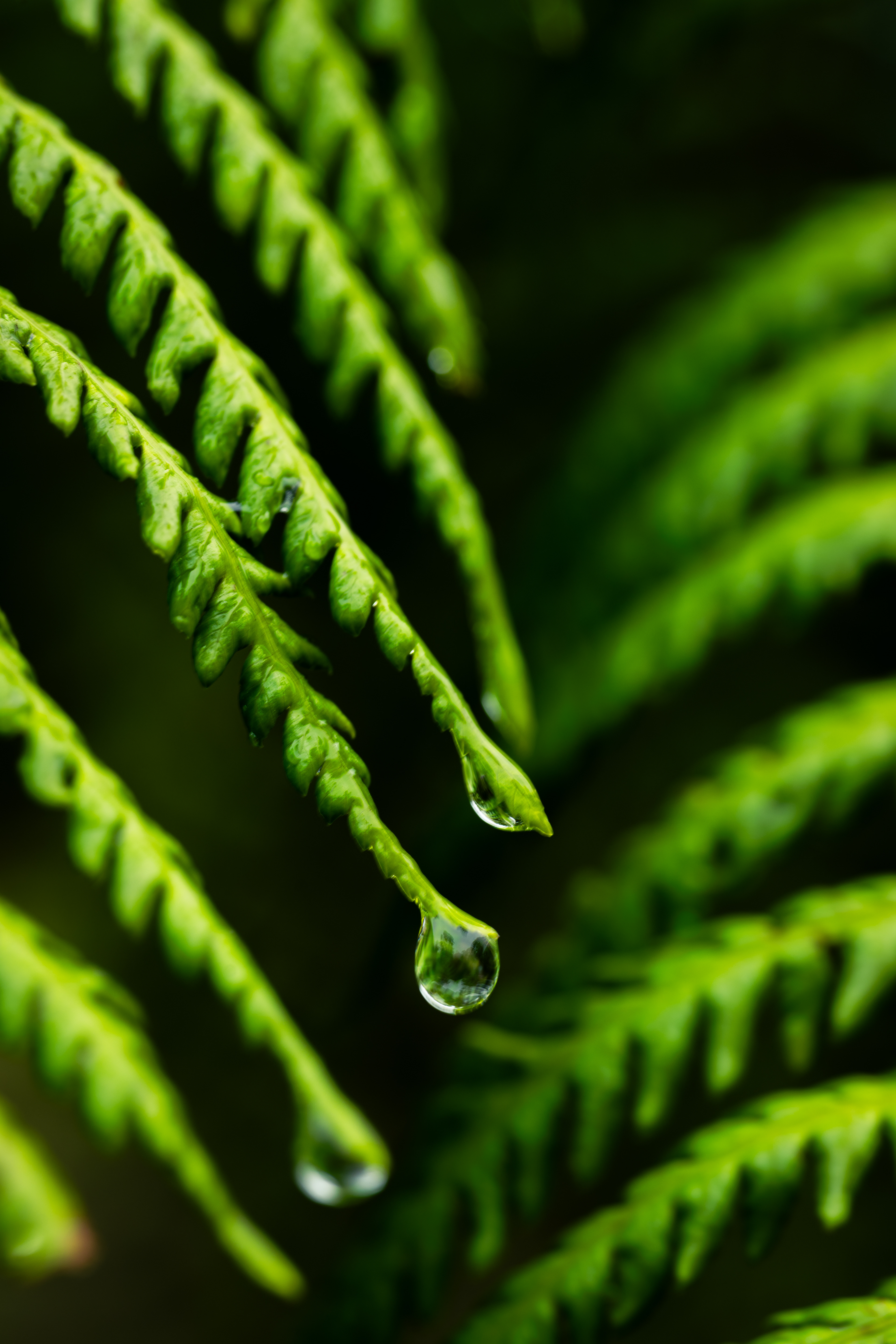 Southern Blue Mountains