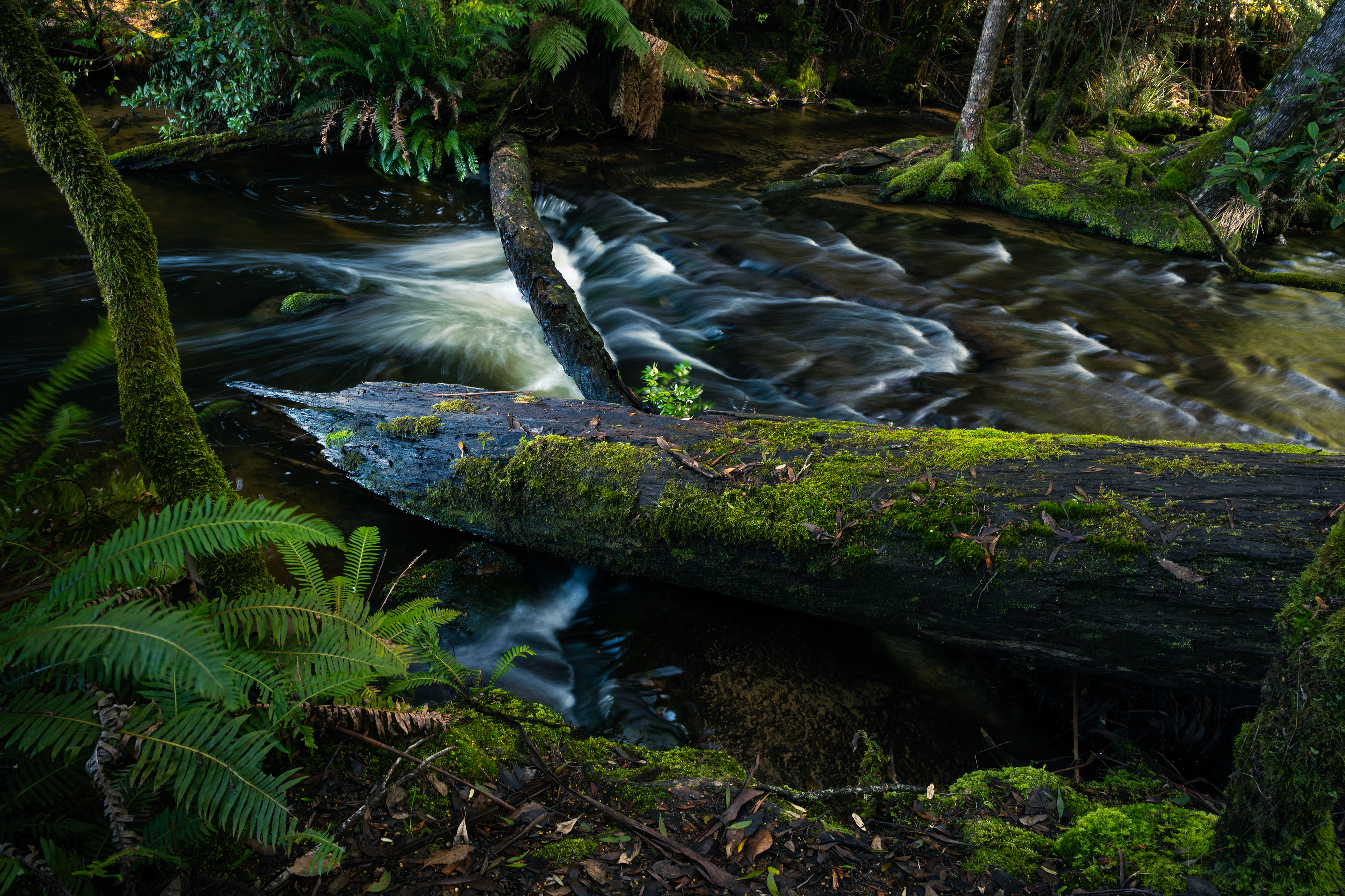 Mount Field National Park