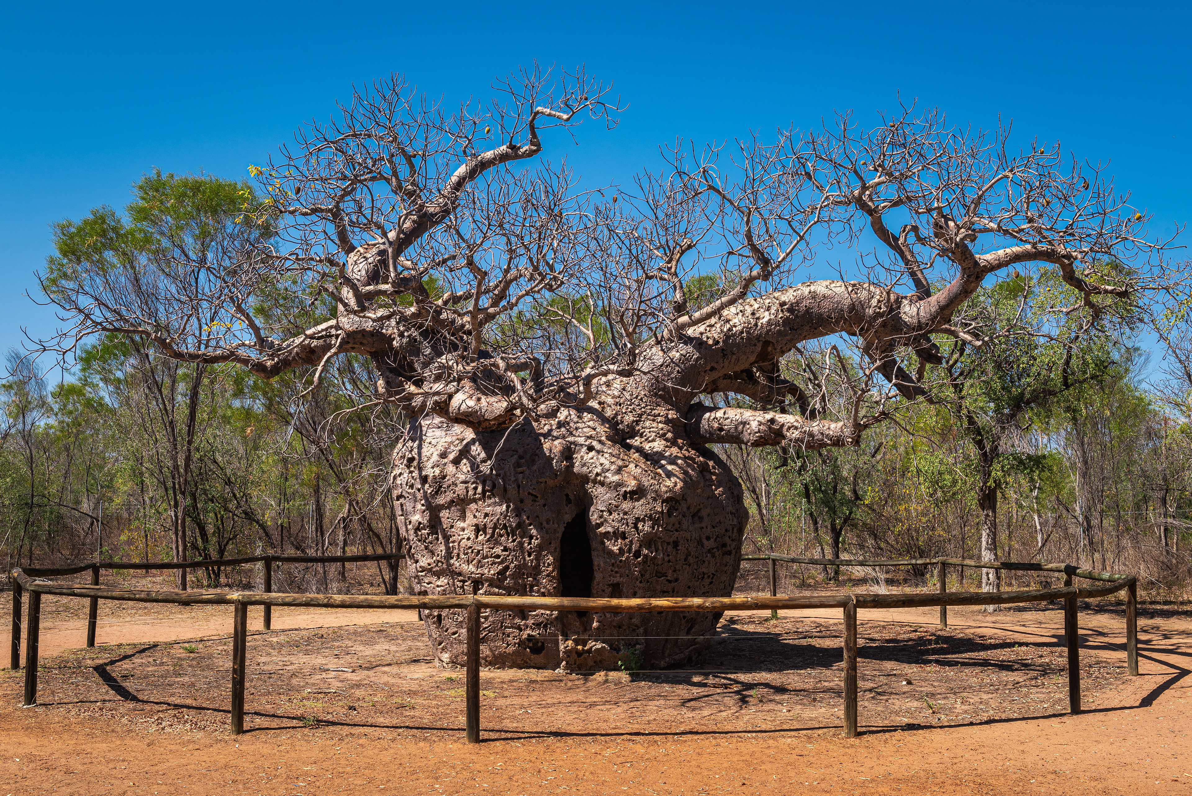Boab Prison Tree, Derby