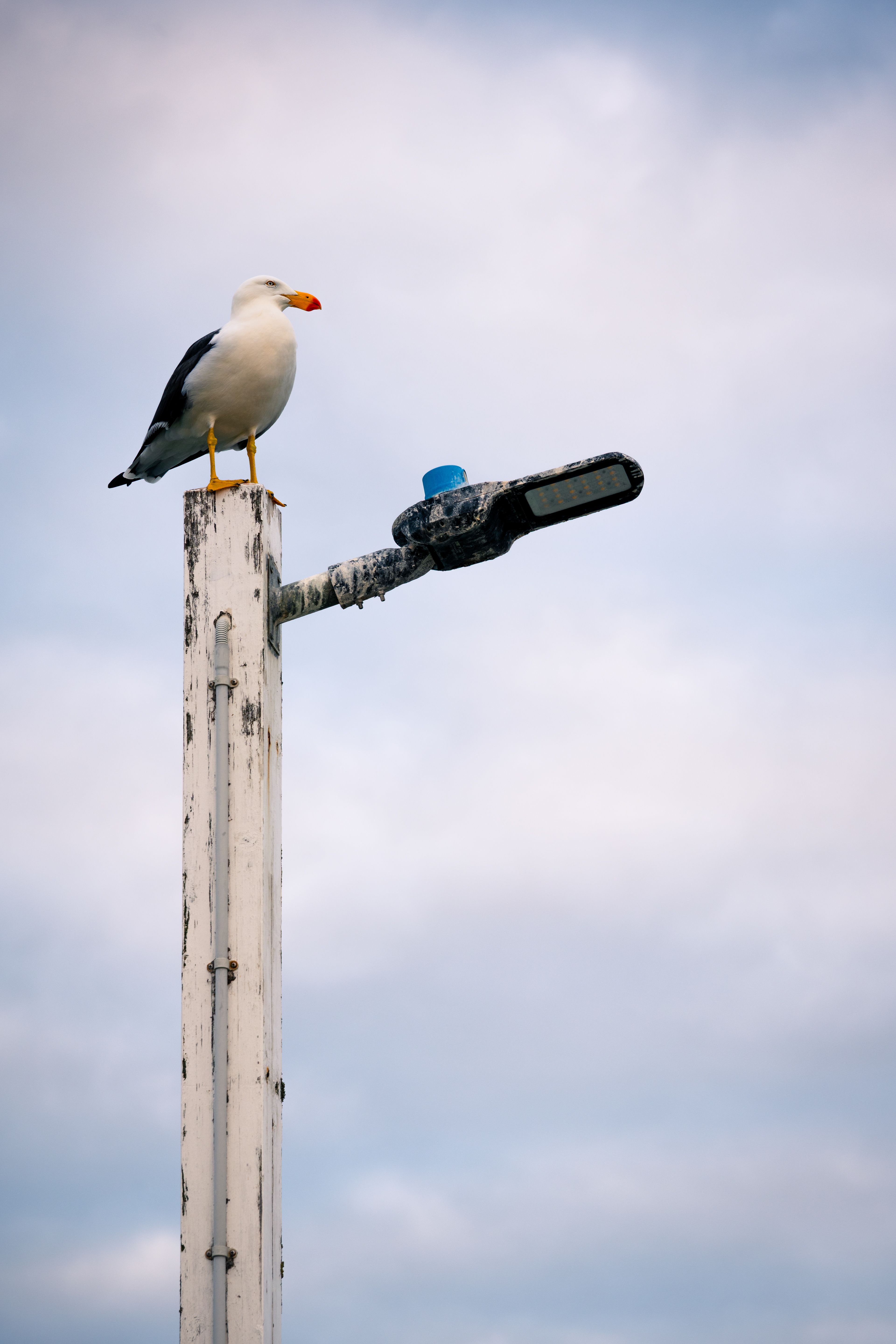 Point Lonsdale