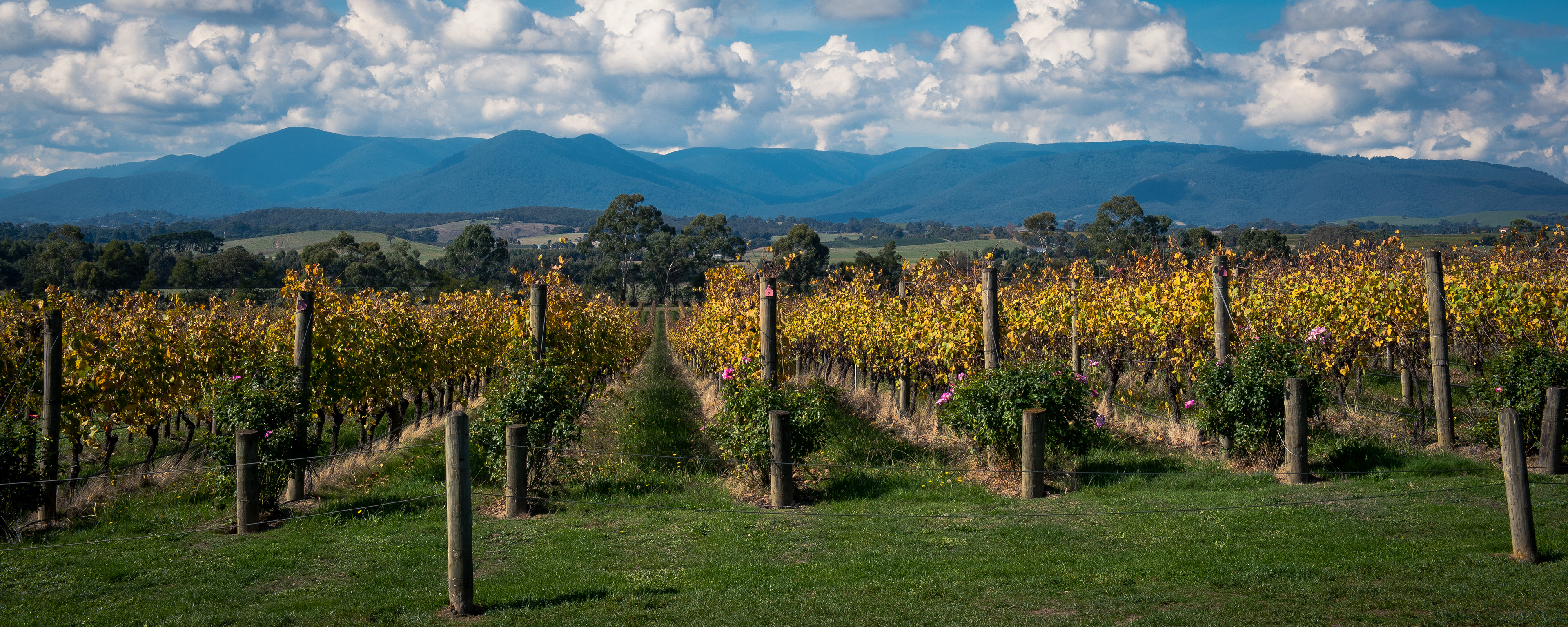 Yarra Valley