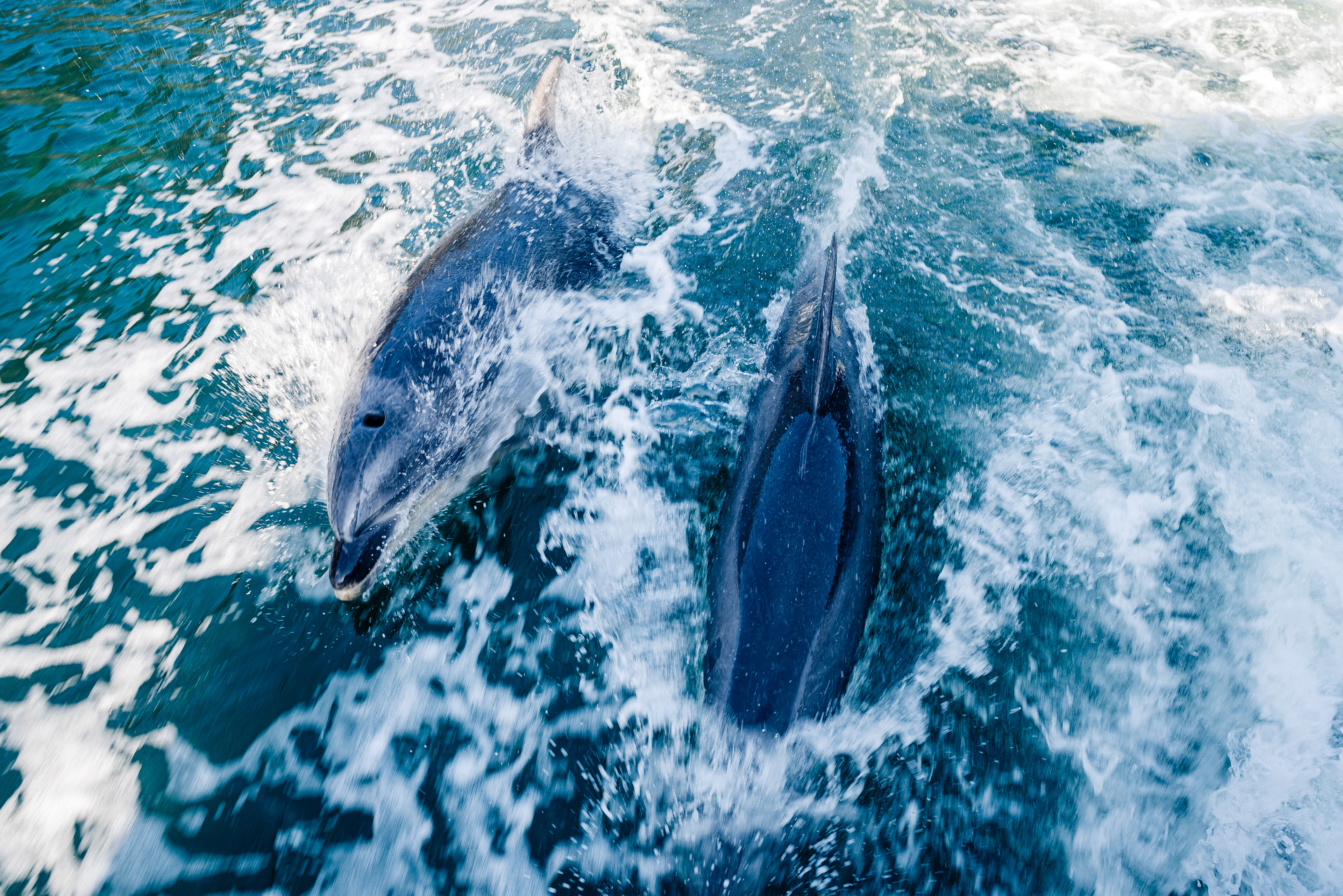 Milford Sound, South Island