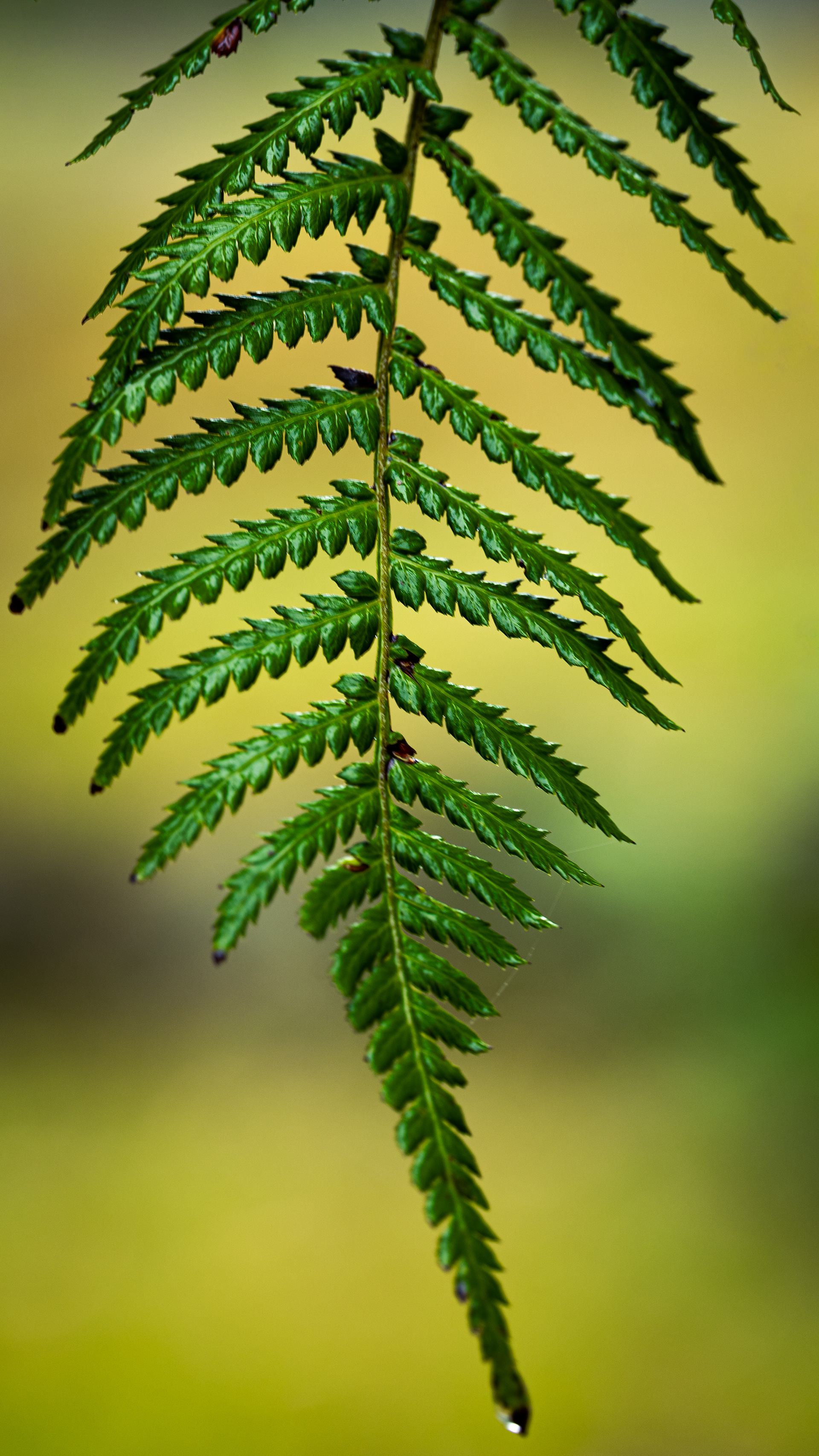 Southern Blue Mountains