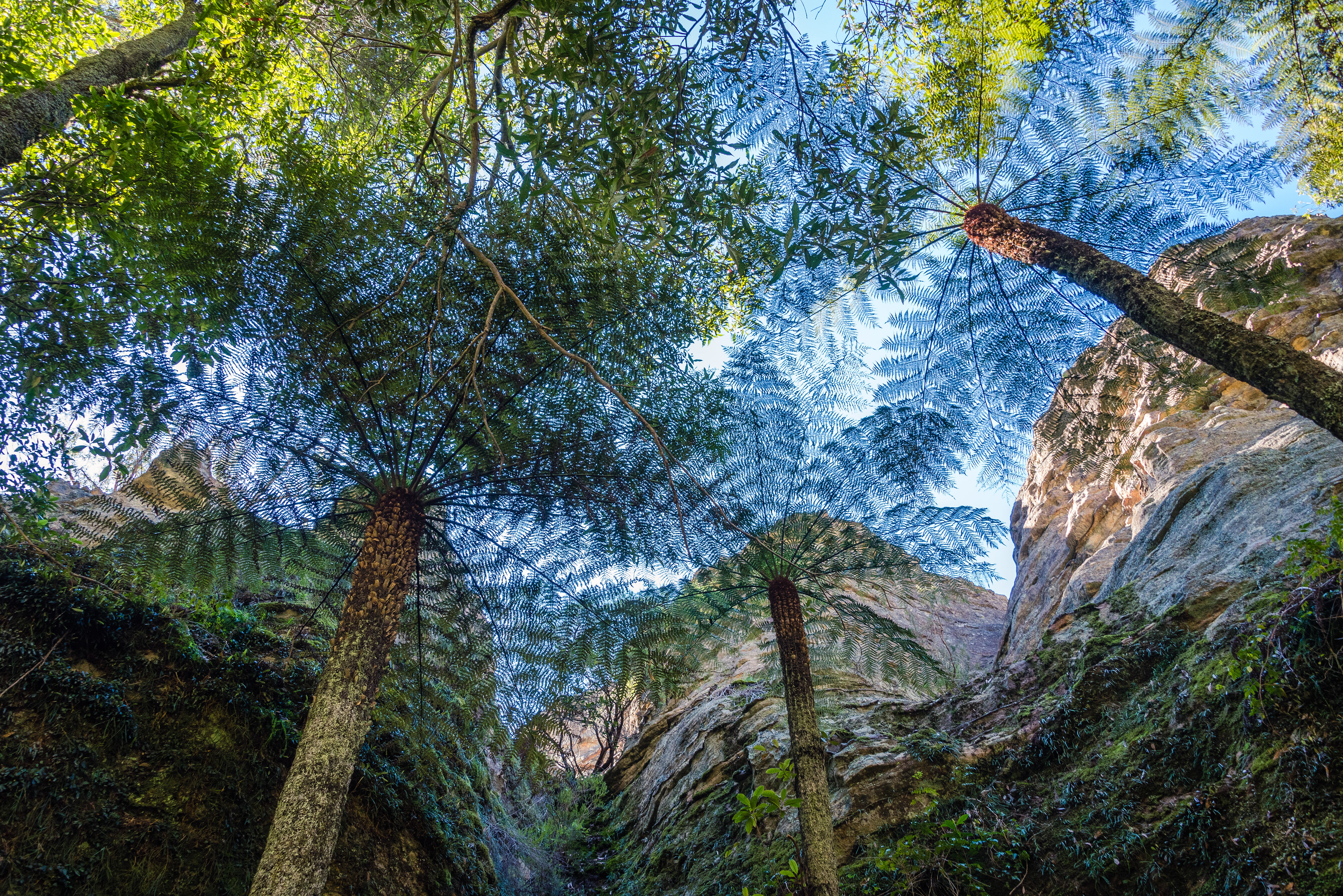 Mugii Murum-Ban, Capertee