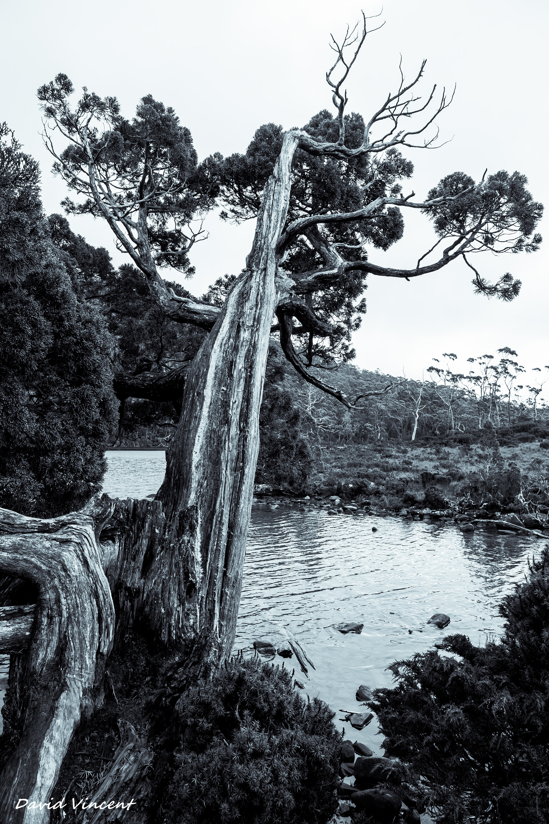 Mount Field National Park