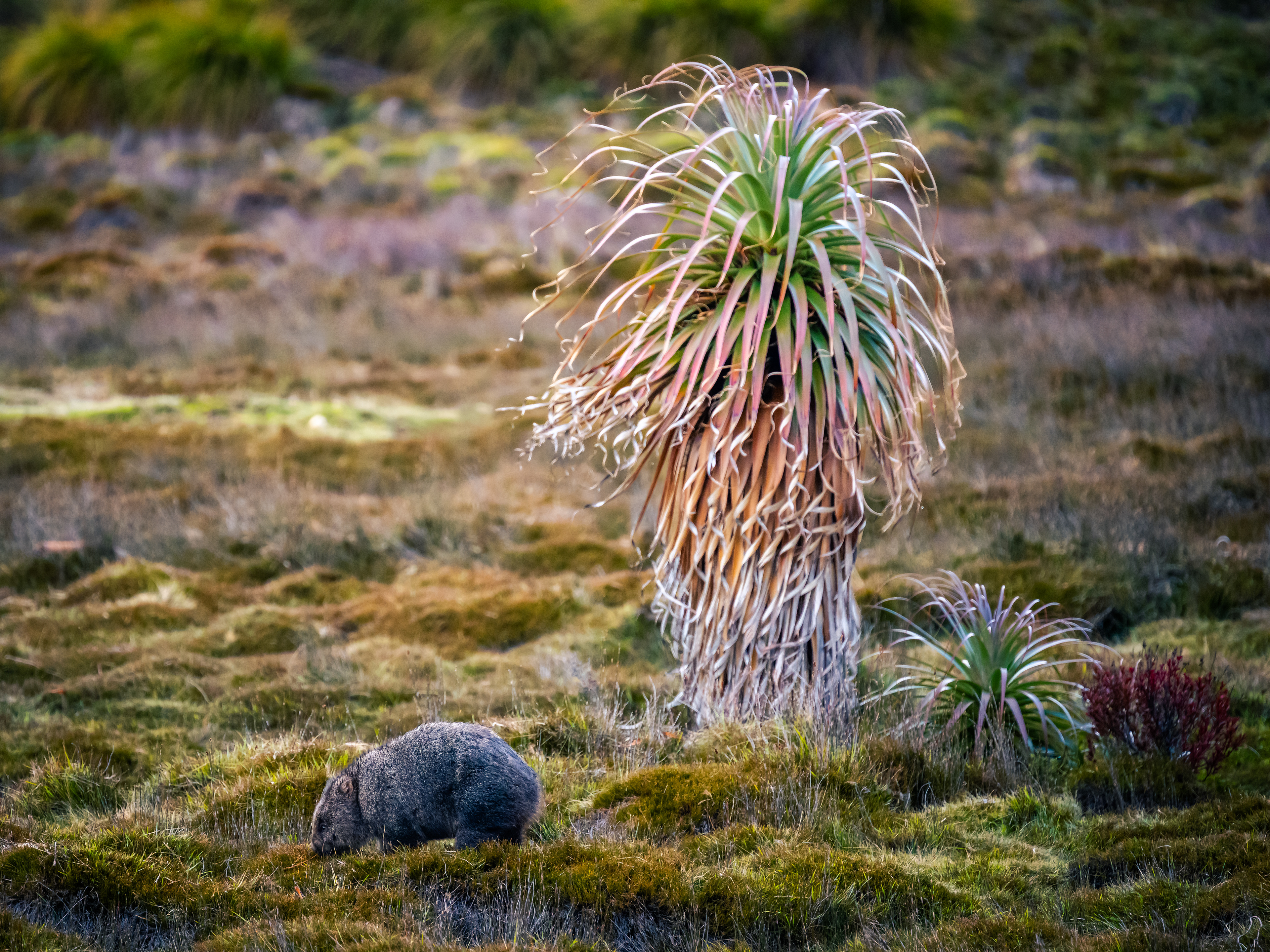 Cradle Mountain-Lake St Clair National Park