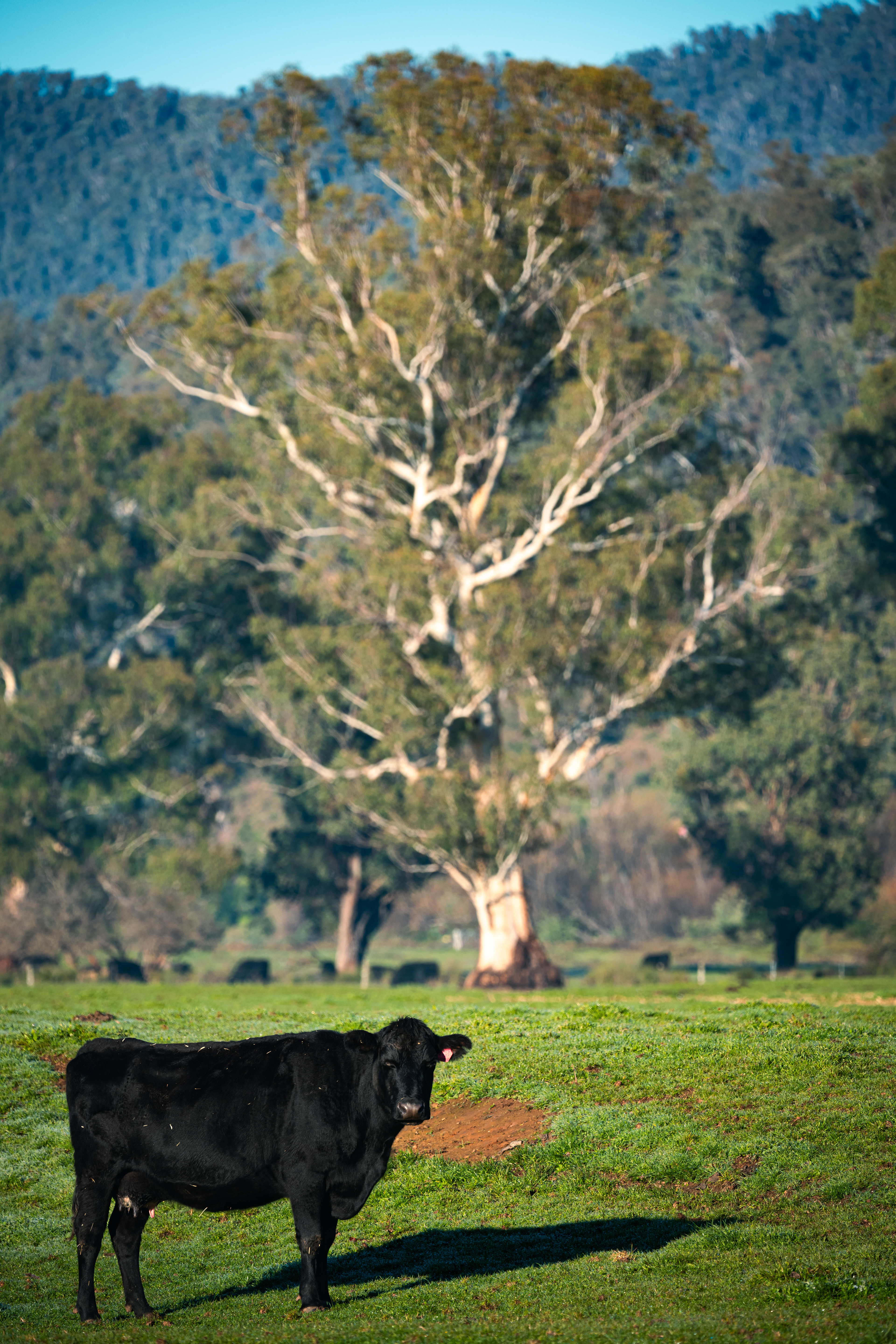 Corryong