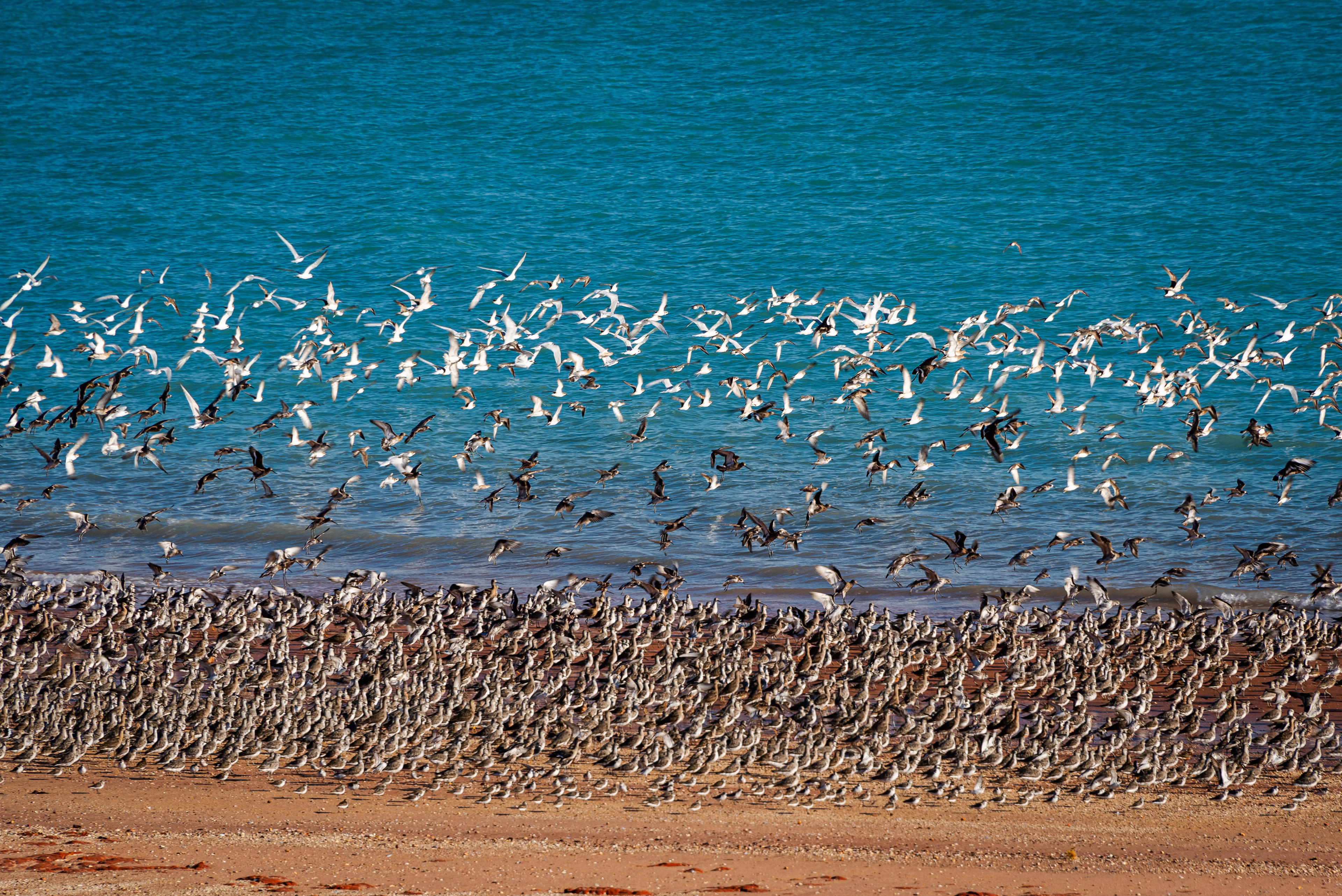 Broome Bird Observatory
