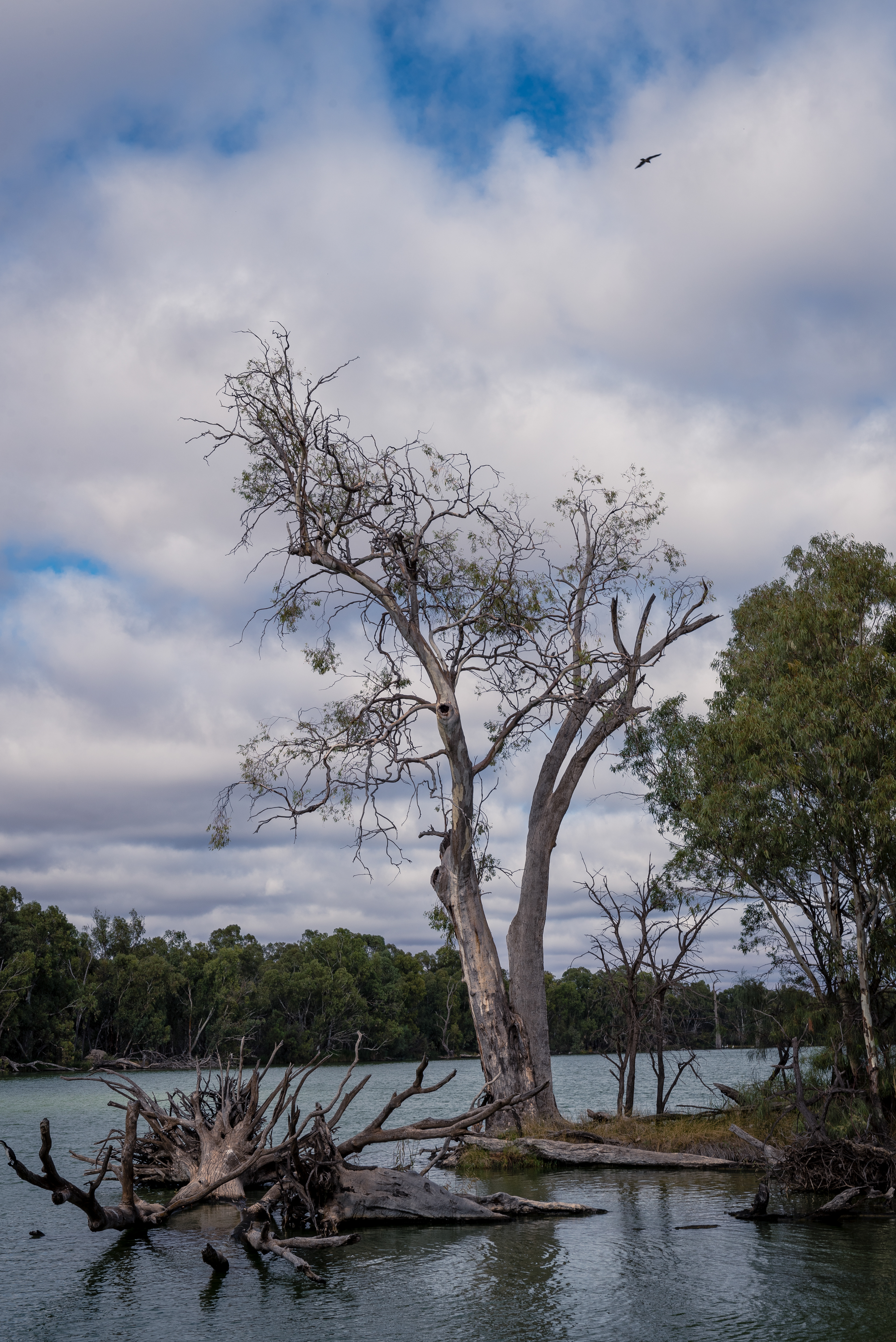 Murray River, Wentworth