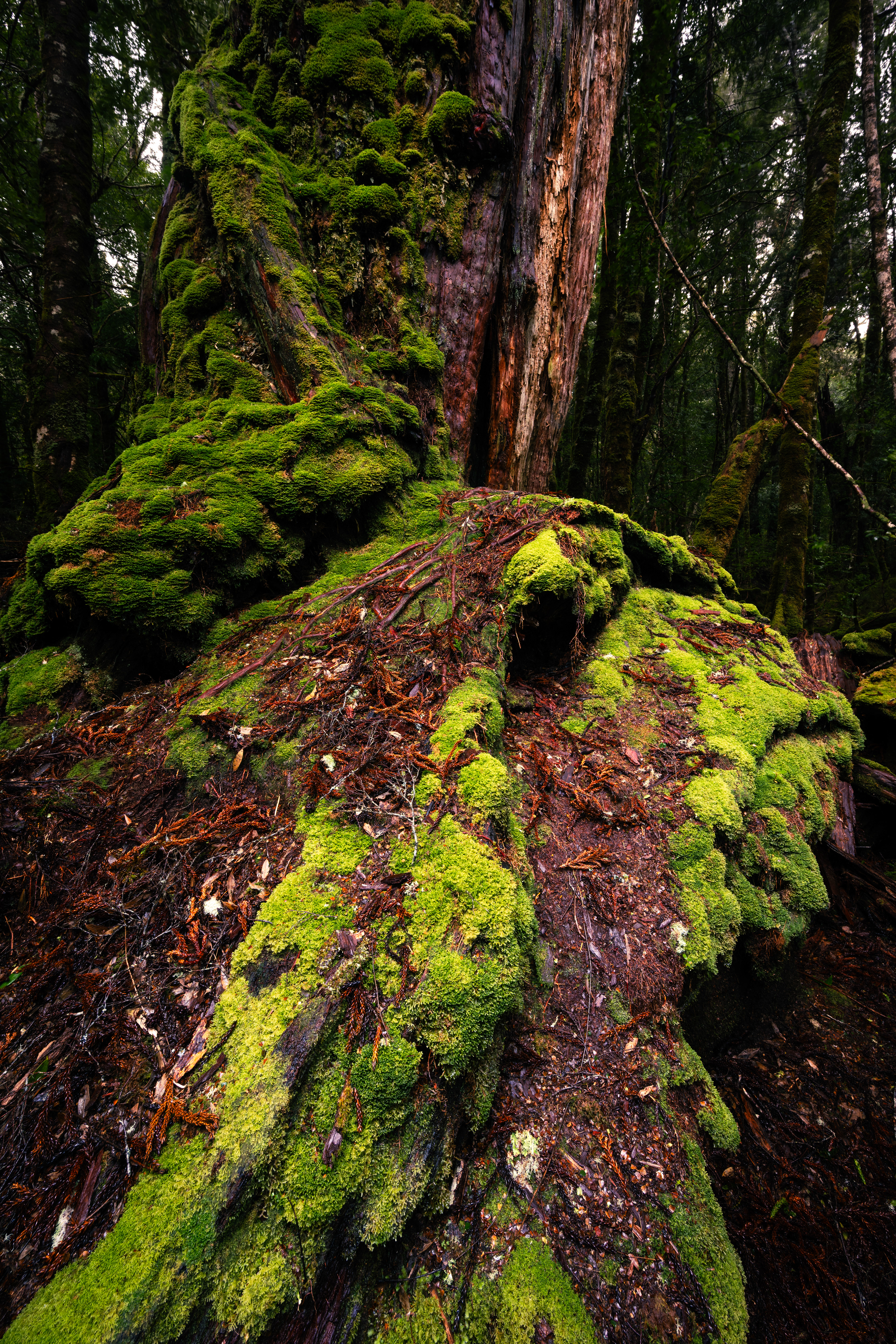 Cradle Mountain-Lake St Clair National Park