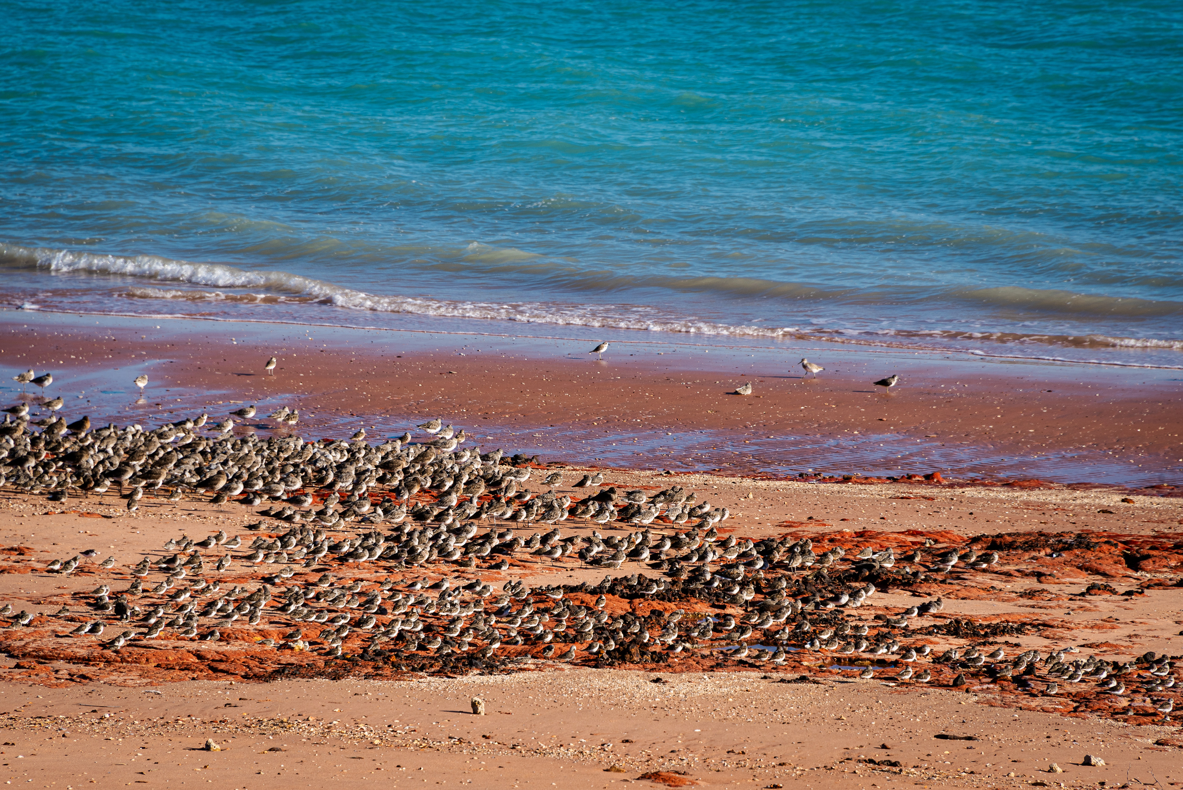 Broome Bird Observatory