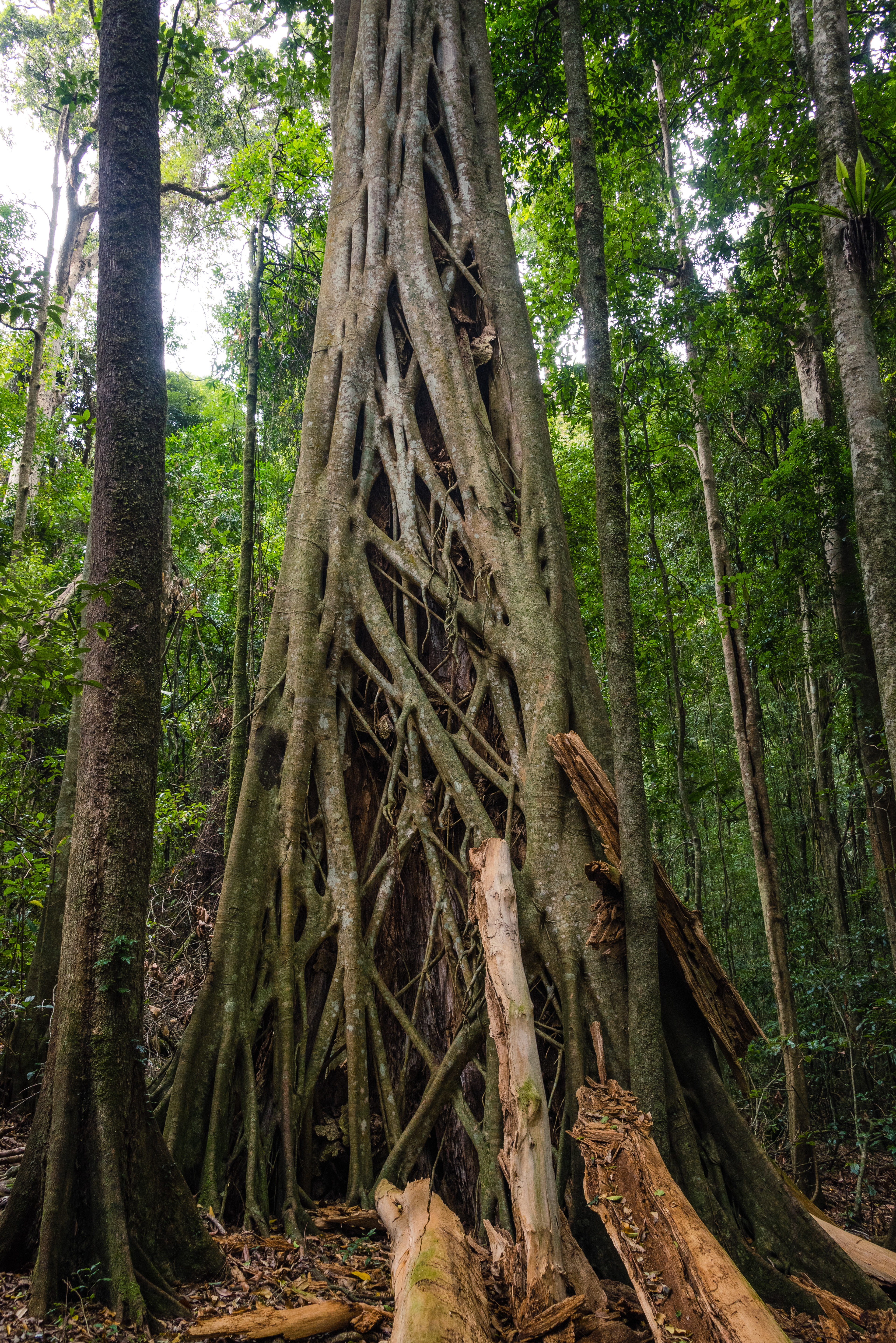 Richmond Range National Park