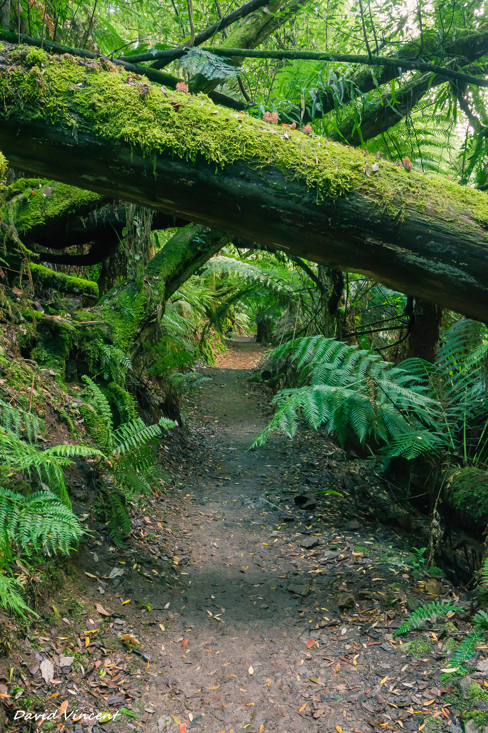 Mount Field National Park