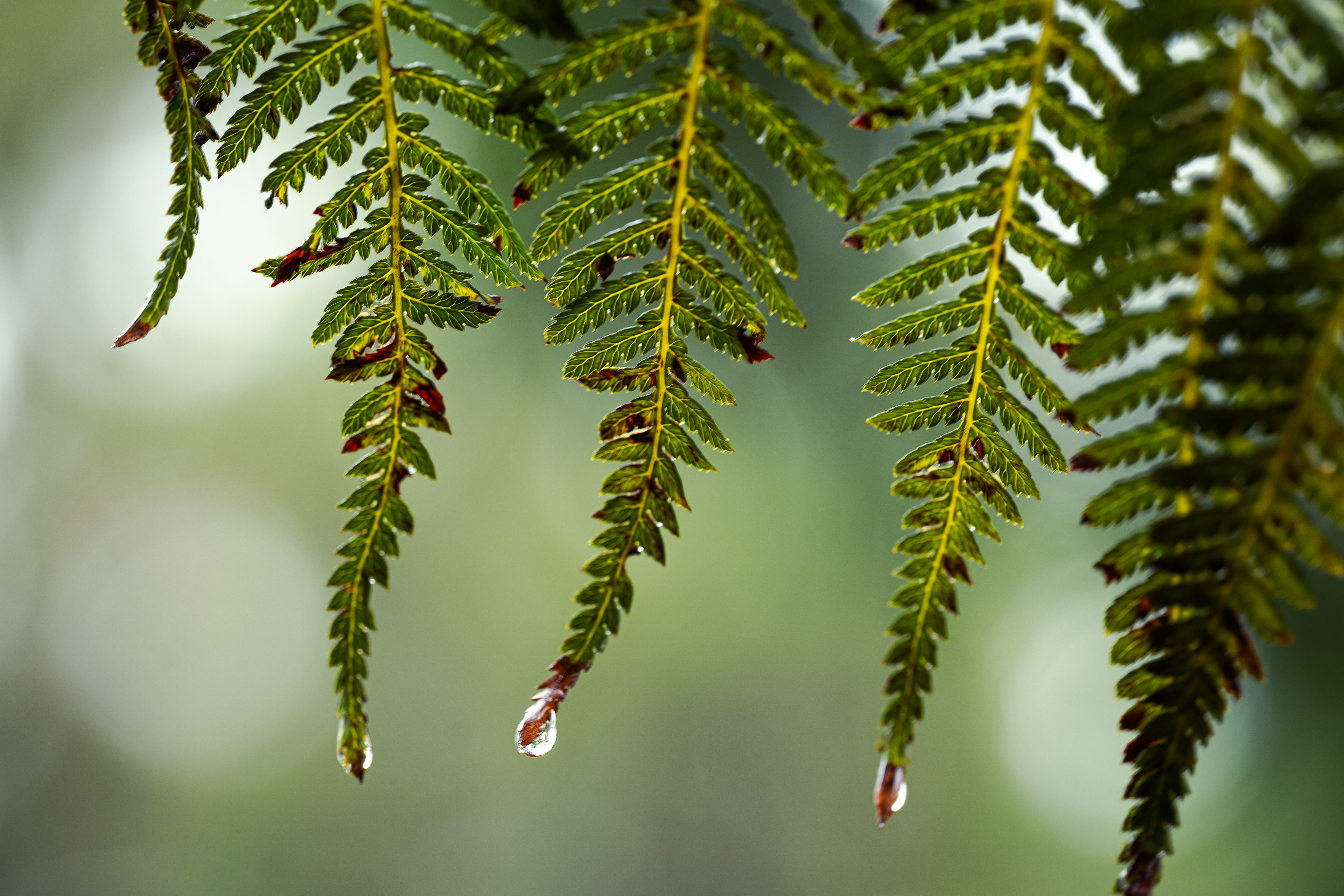 Southern Blue Mountains