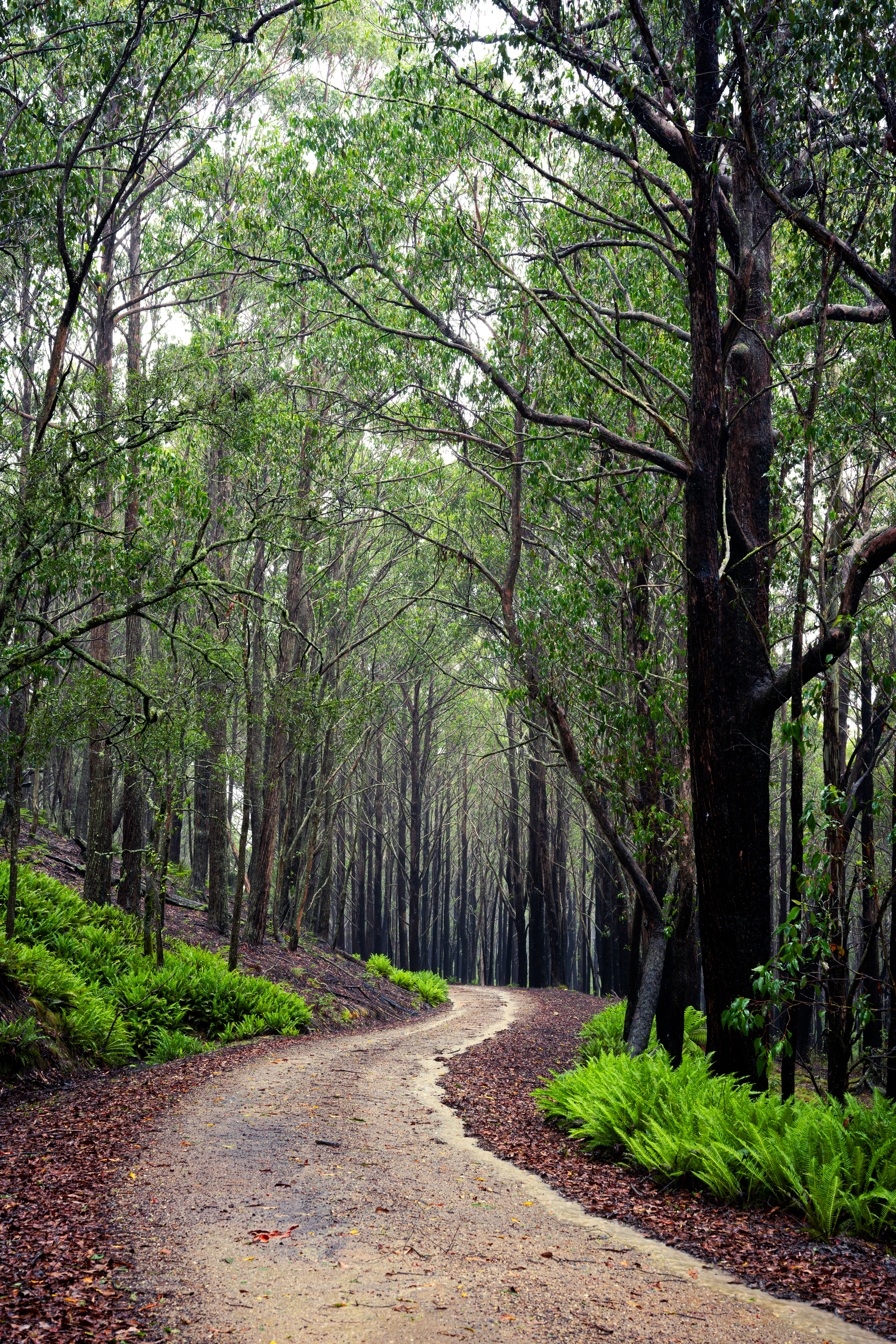 Southern Blue Mountains