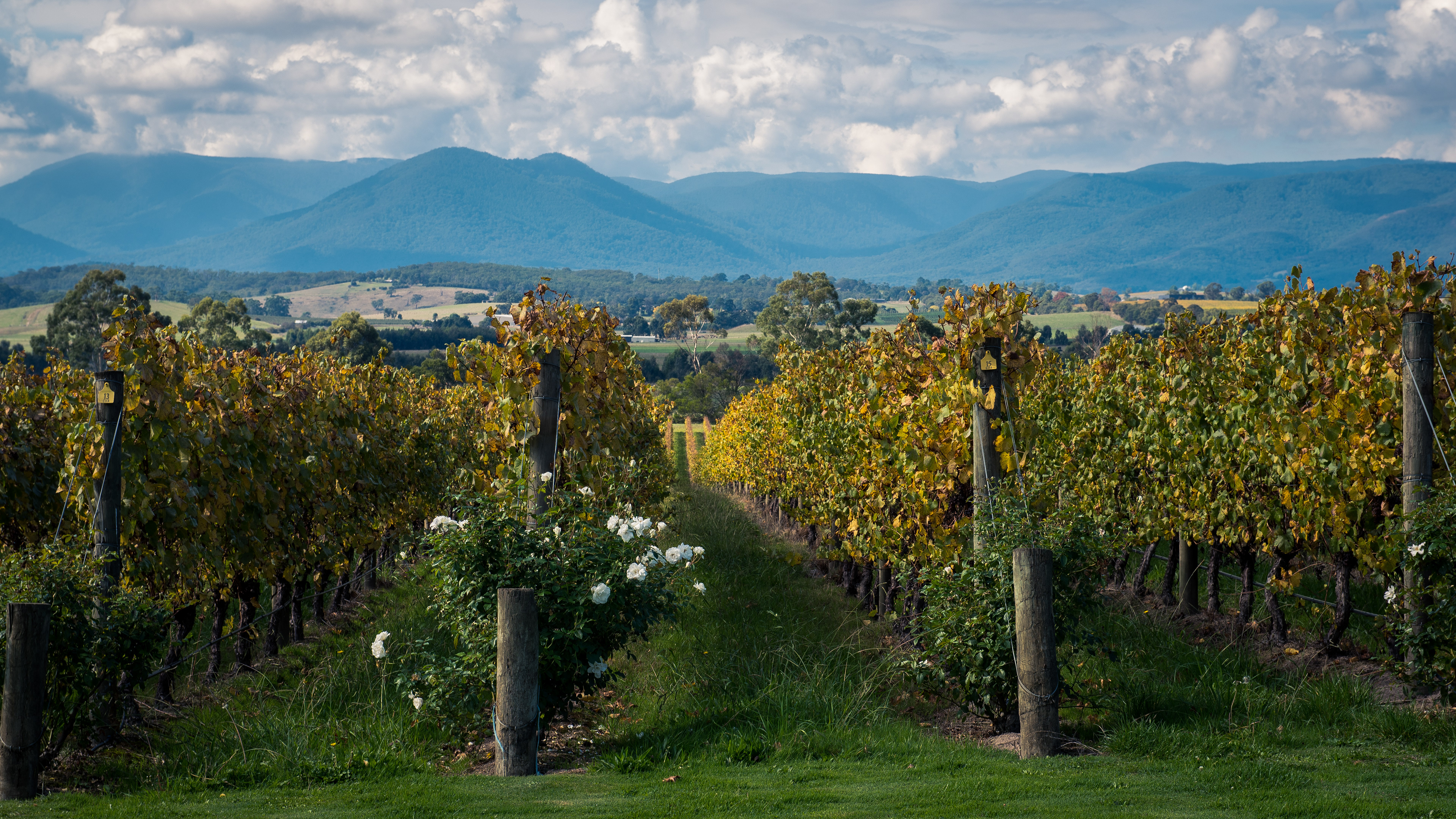 Yarra Valley