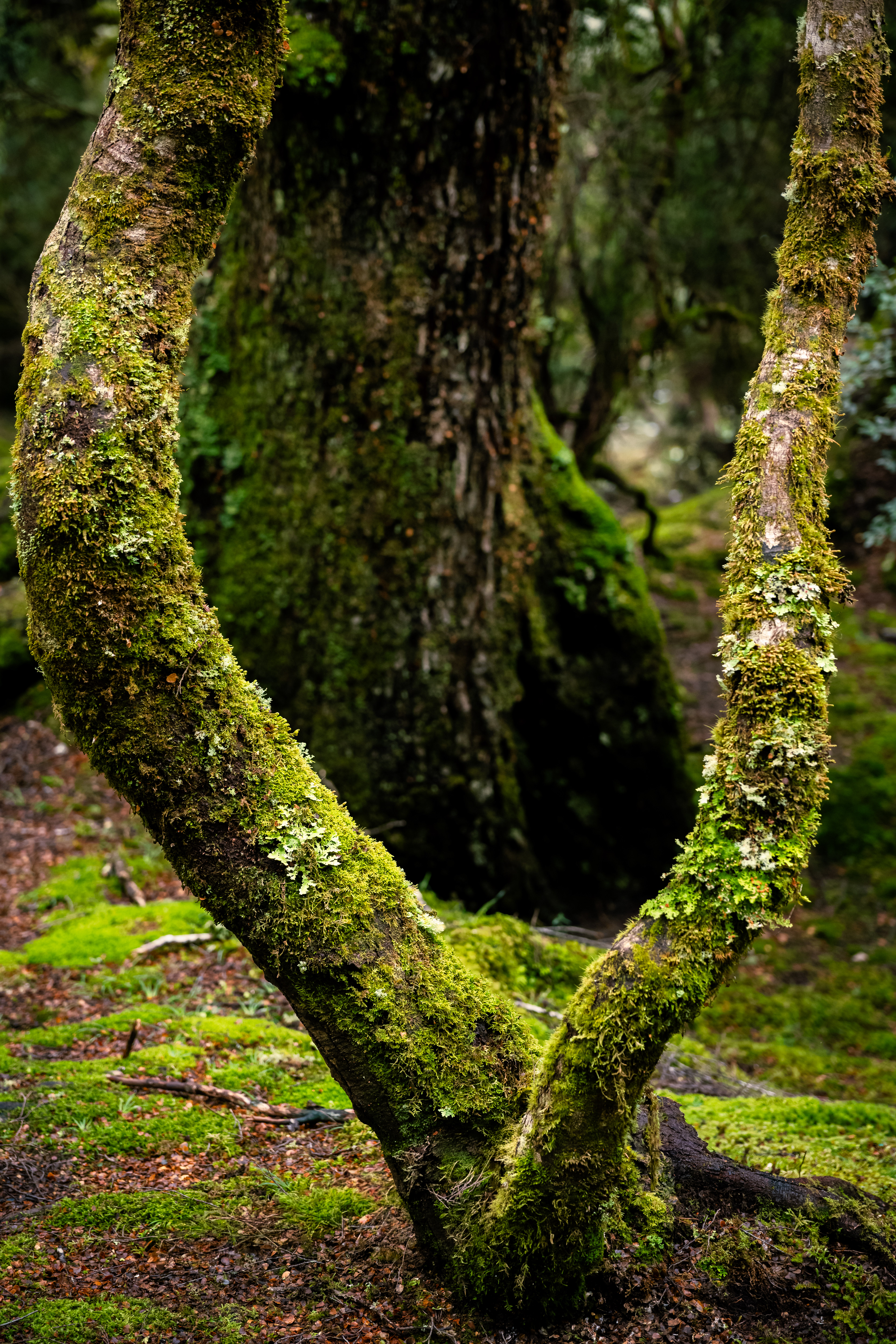 Cradle Mountain-Lake St Clair National Park