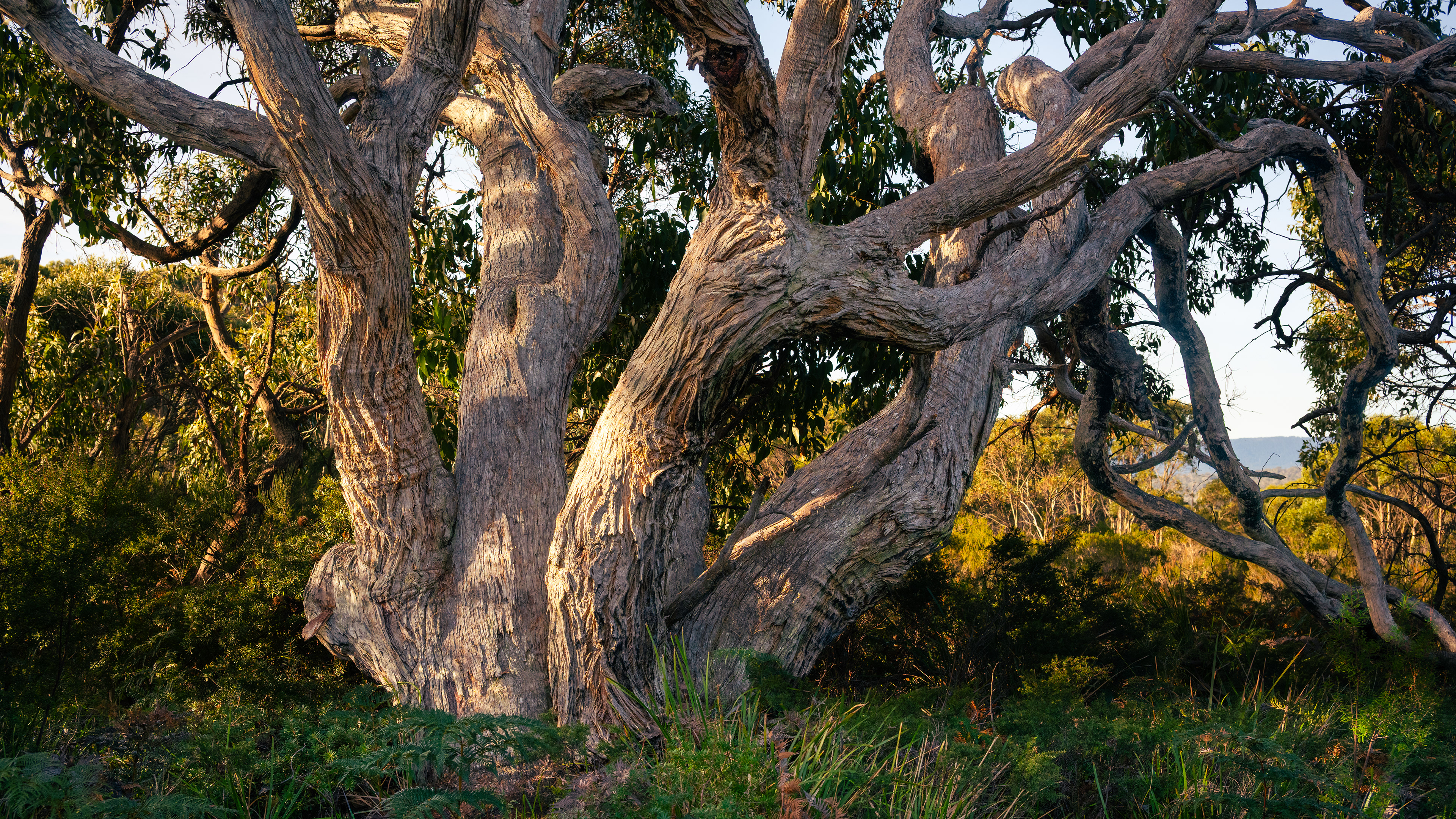 Bruny Island