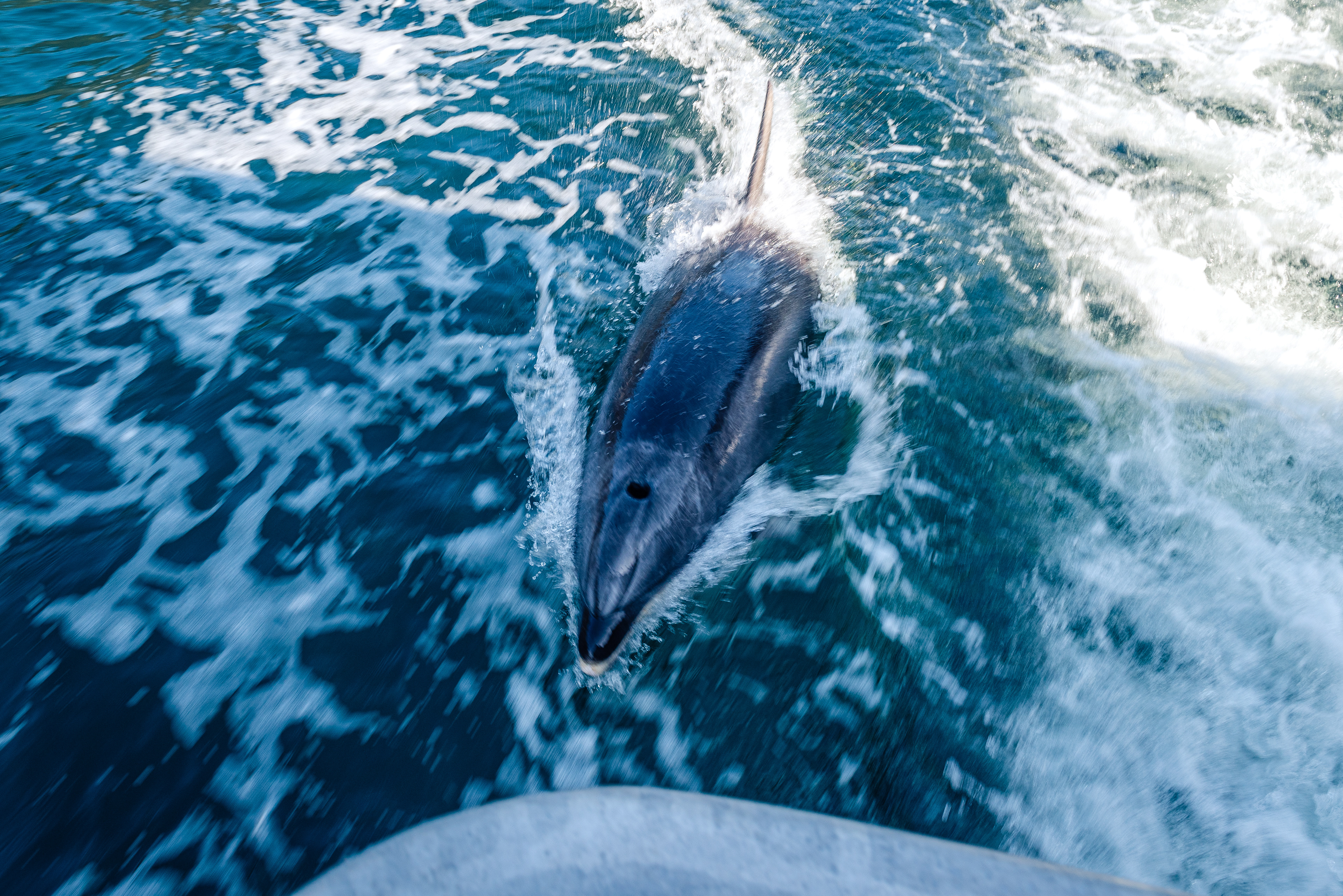 Milford Sound, South Island