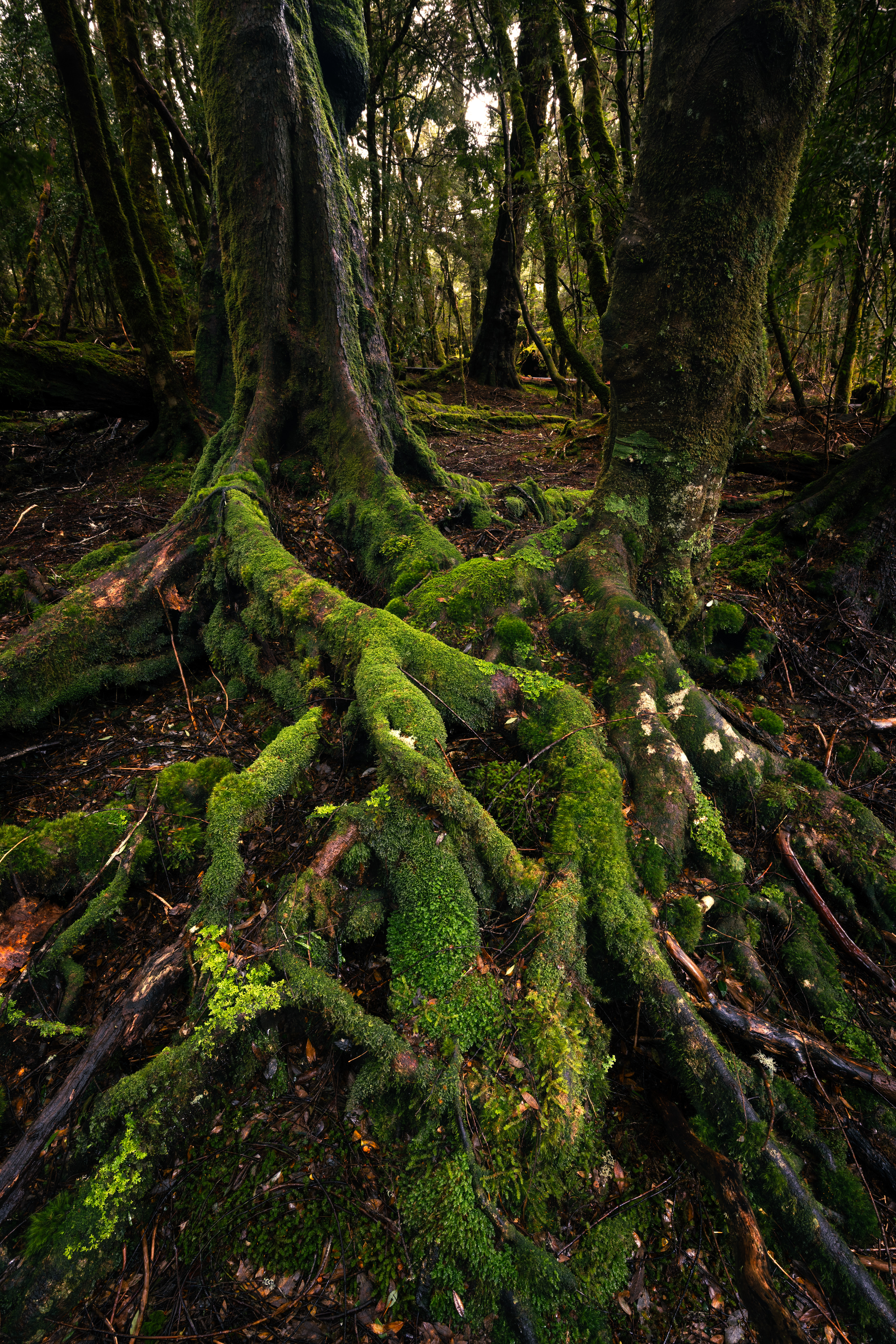 Cradle Mountain-Lake St Clair National Park
