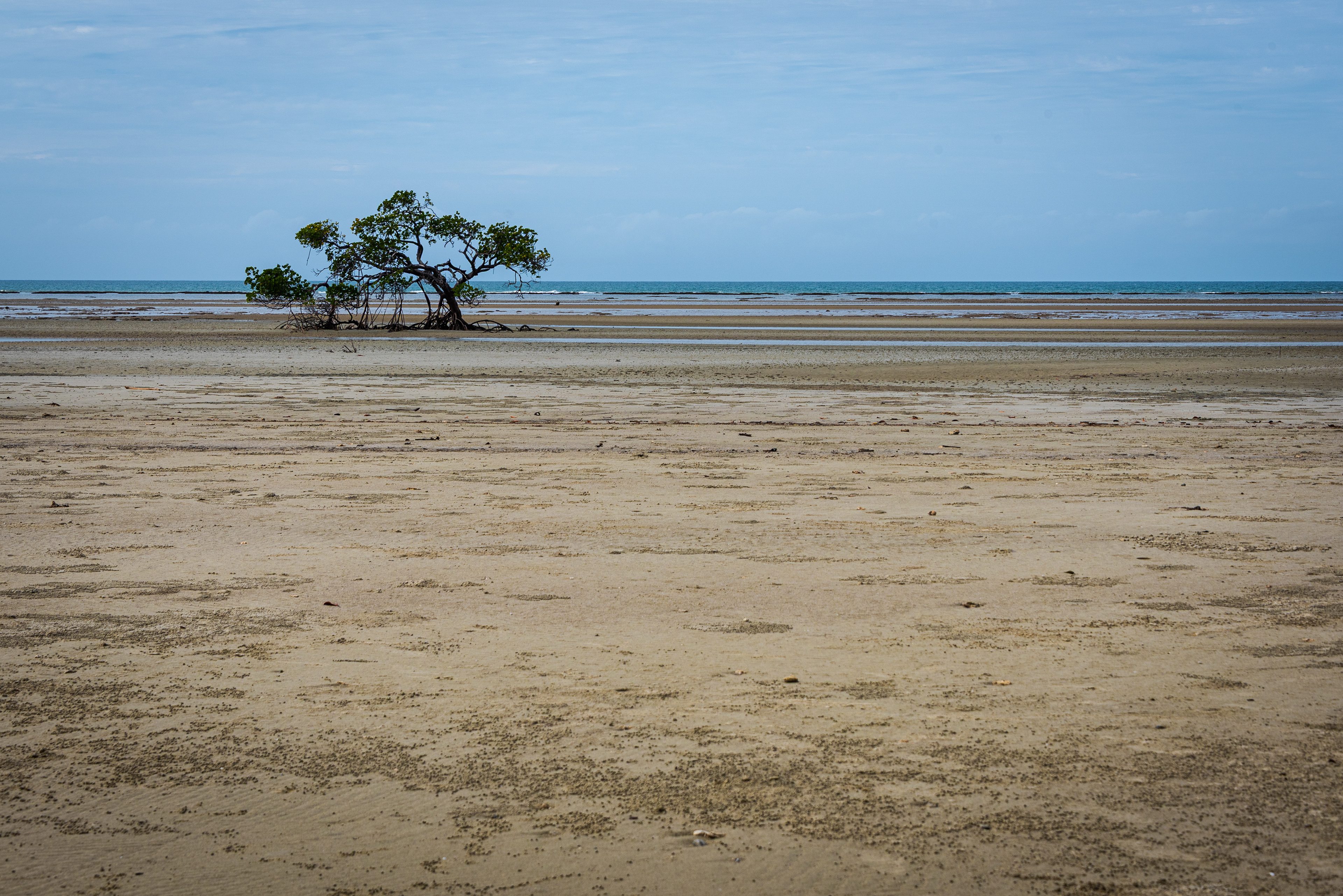 Cape Tribulation