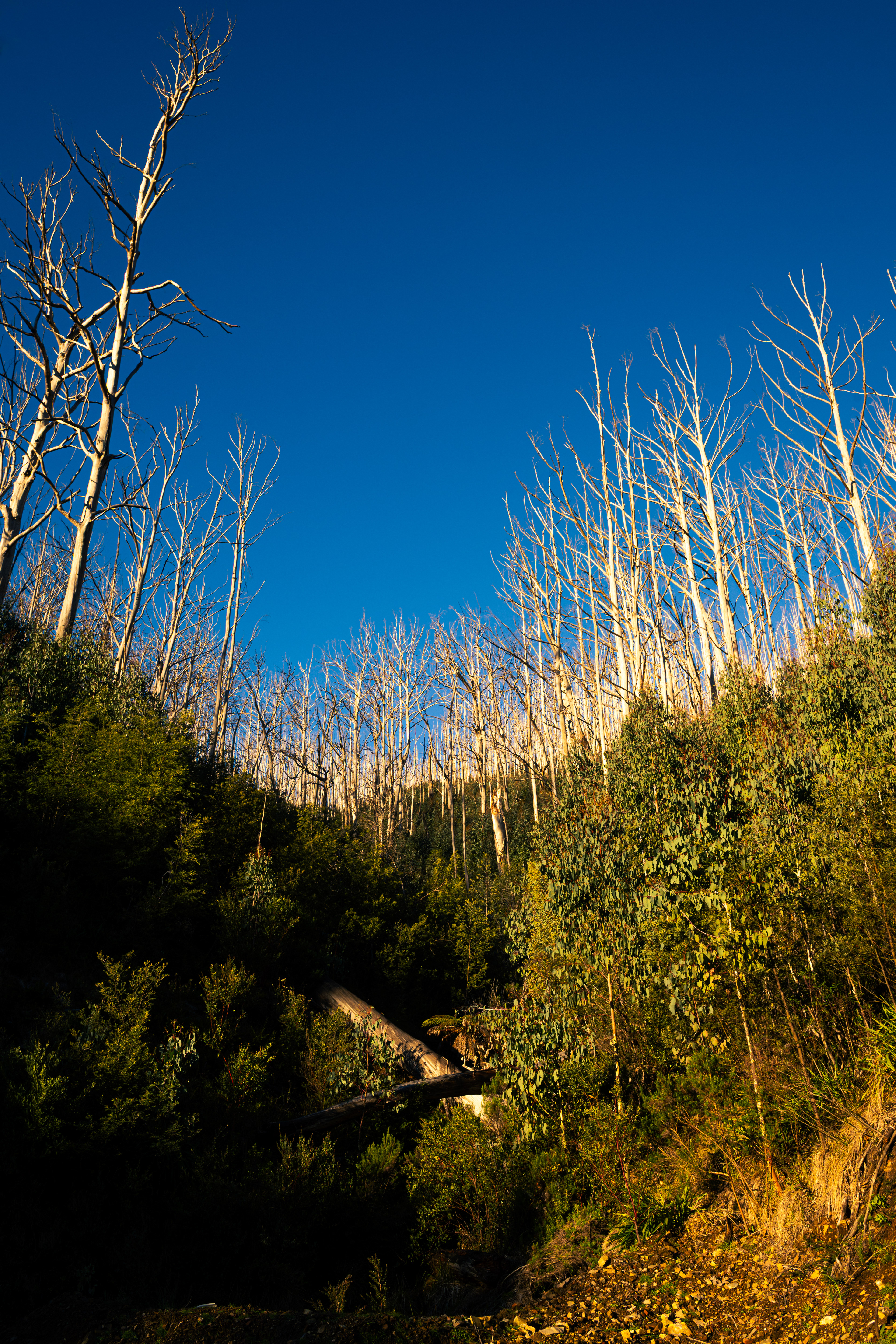 Mount Pinnibar