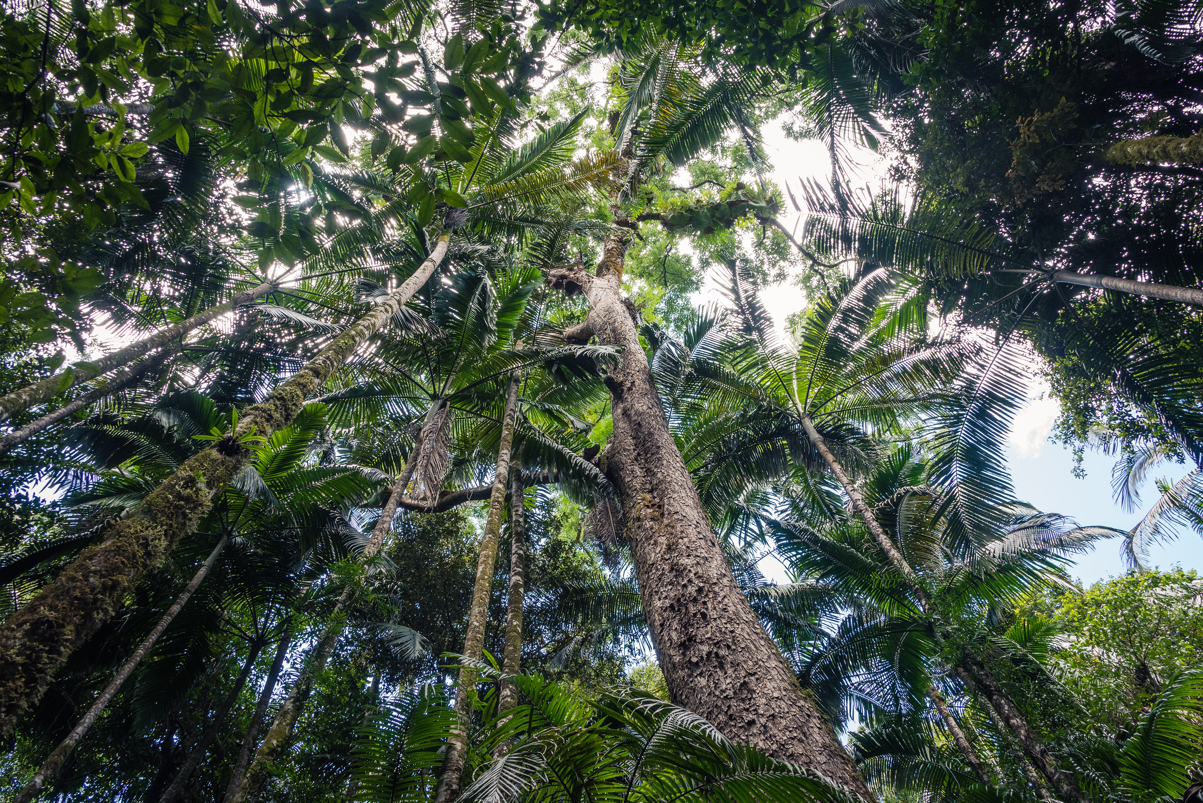 Protestor Falls, Nightcap National Park