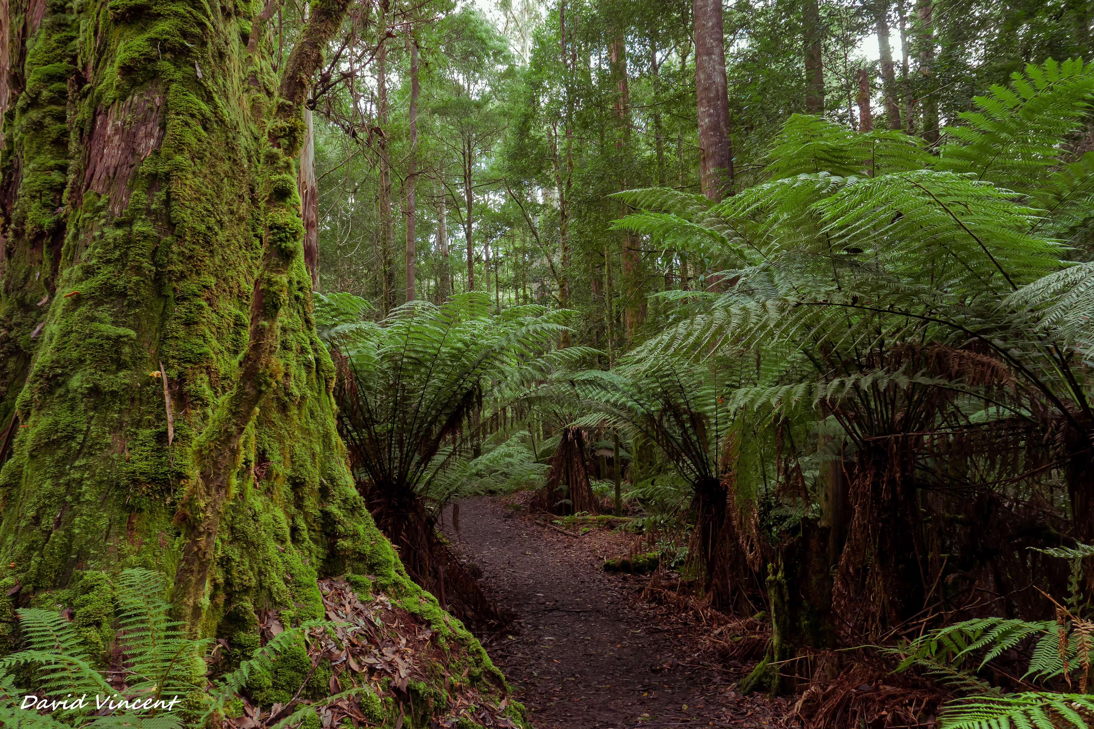 Mount Field National Park