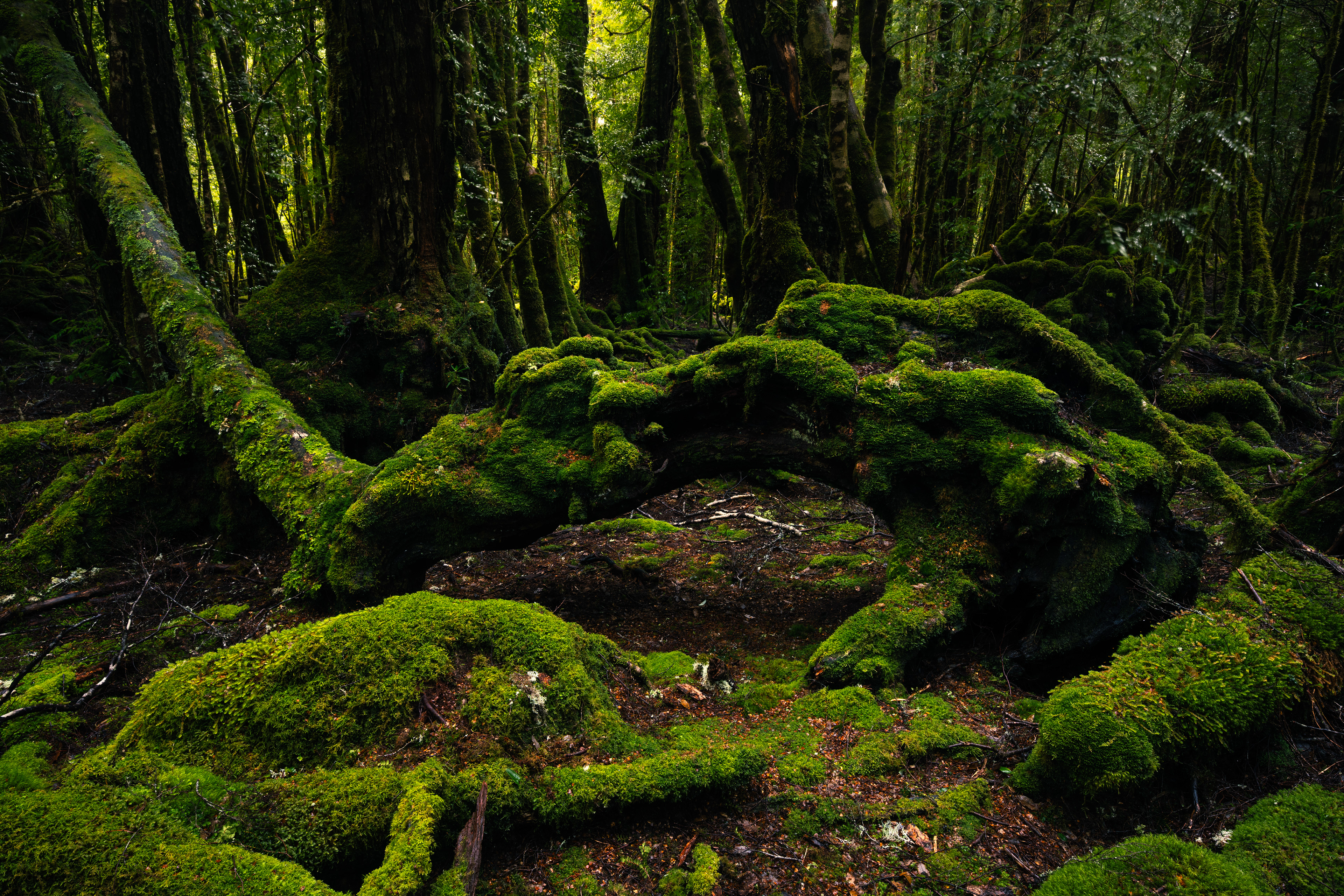 Cradle Mountain-Lake St Clair National Park