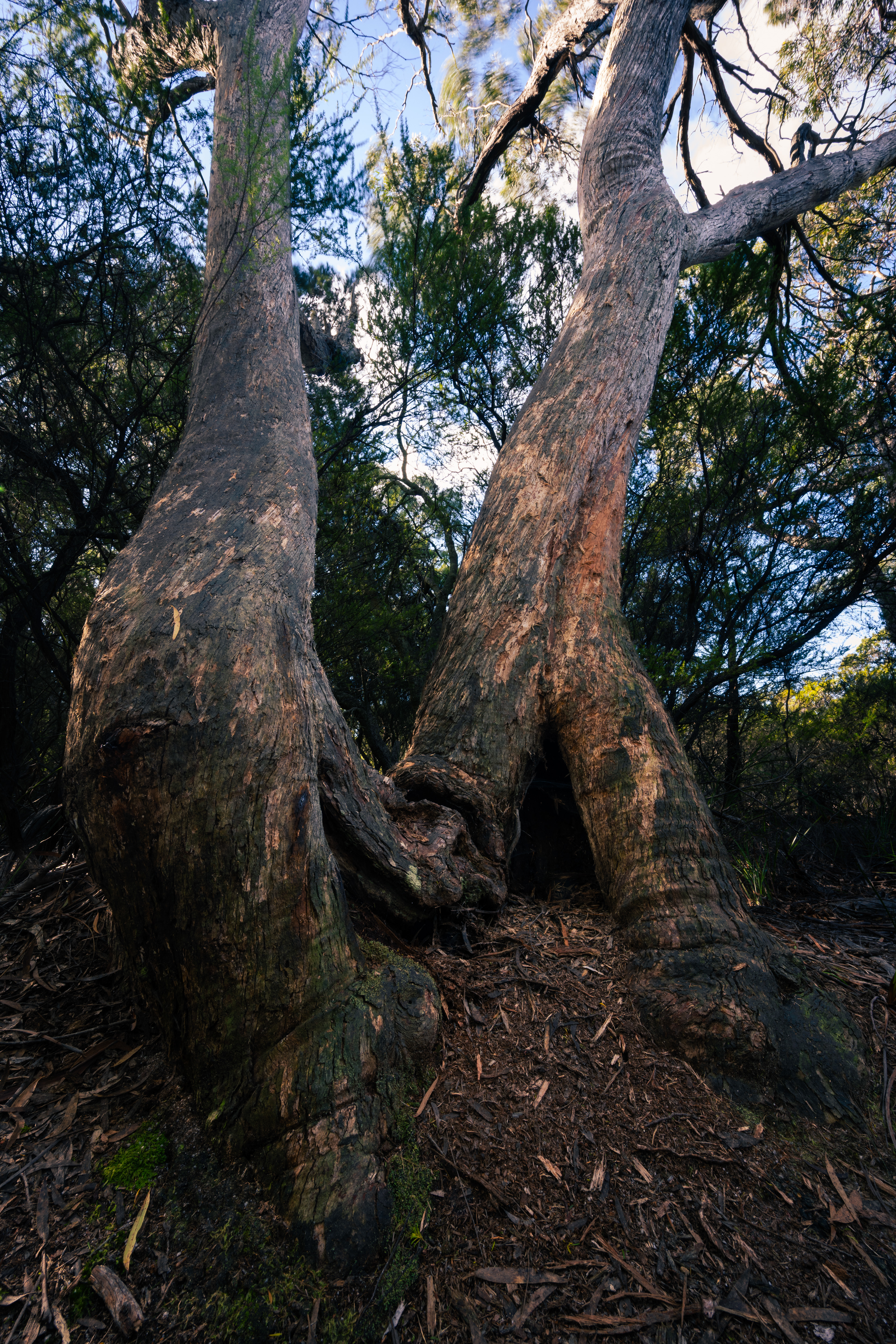 Mount William National Park
