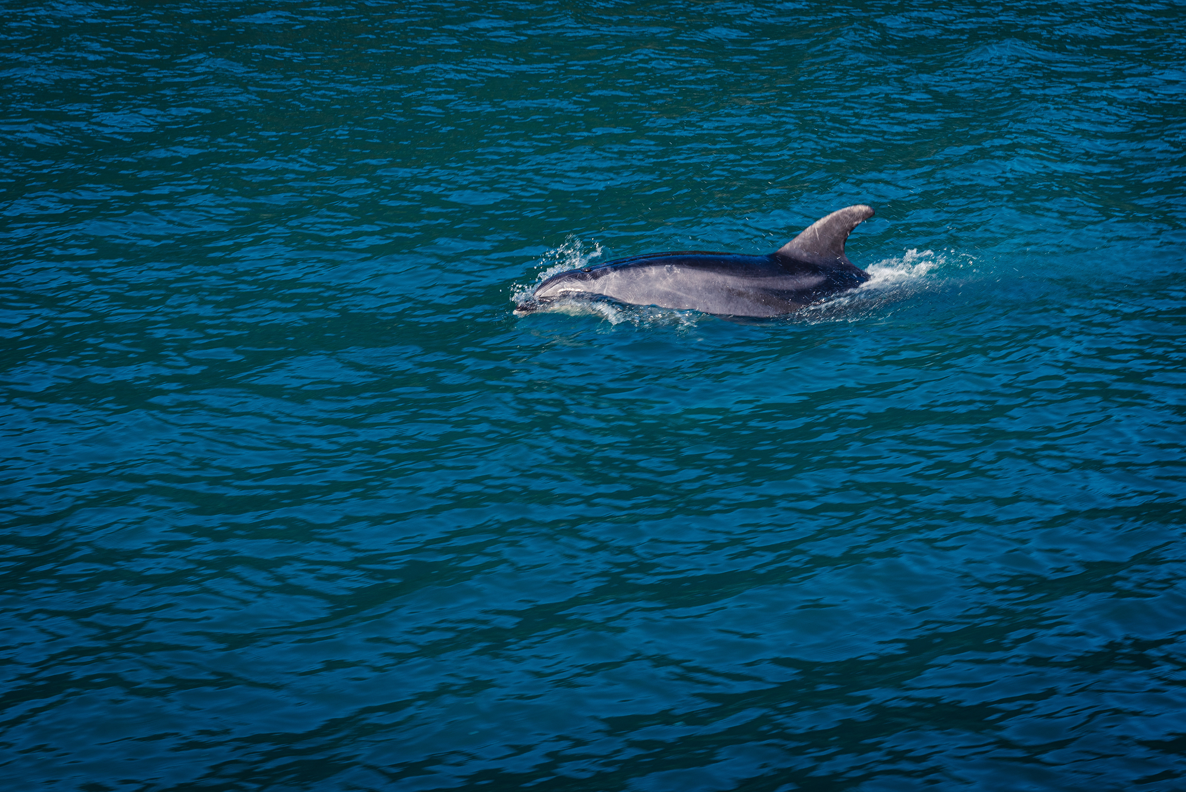 Milford Sound, South Island