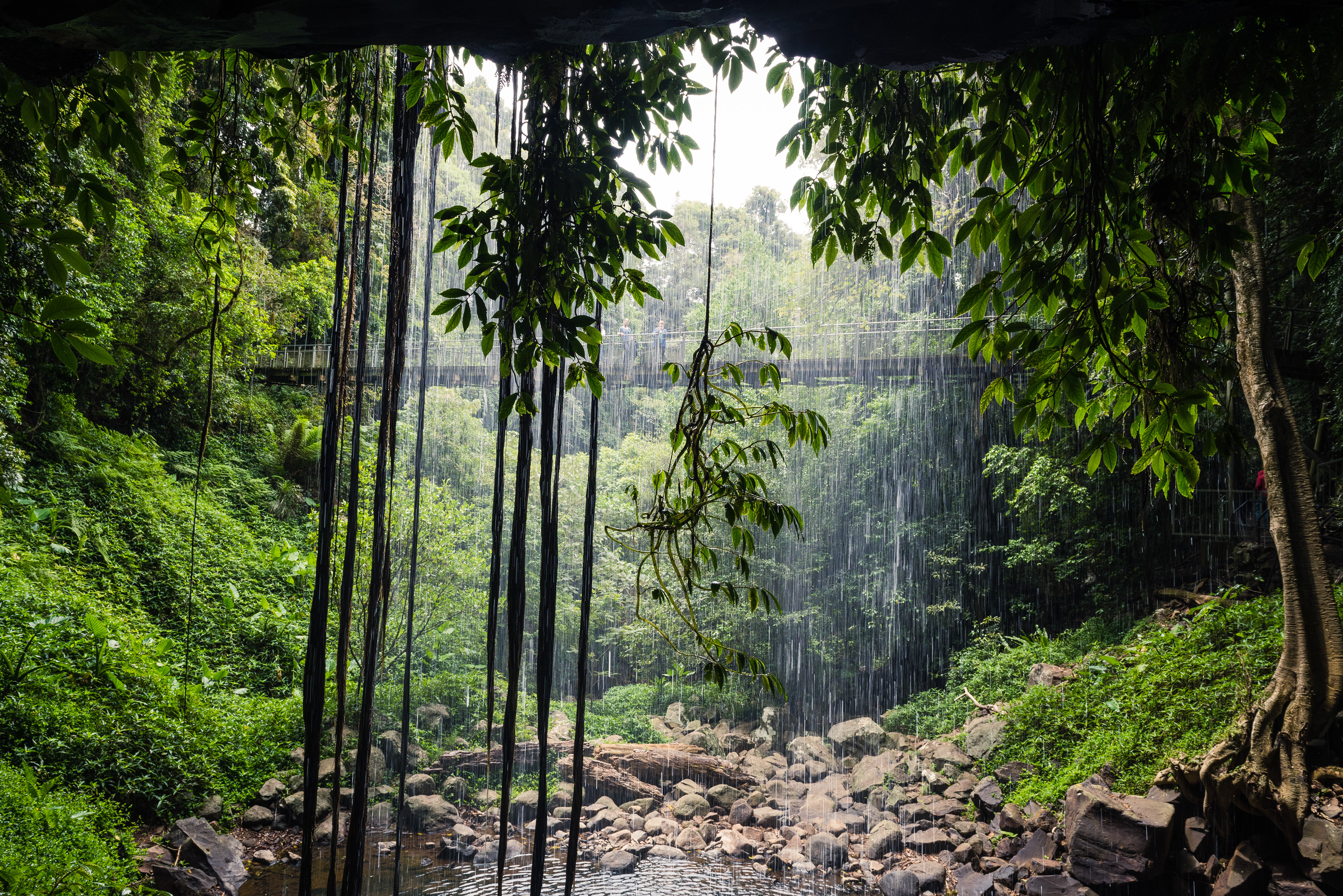 Dorrigo National Park